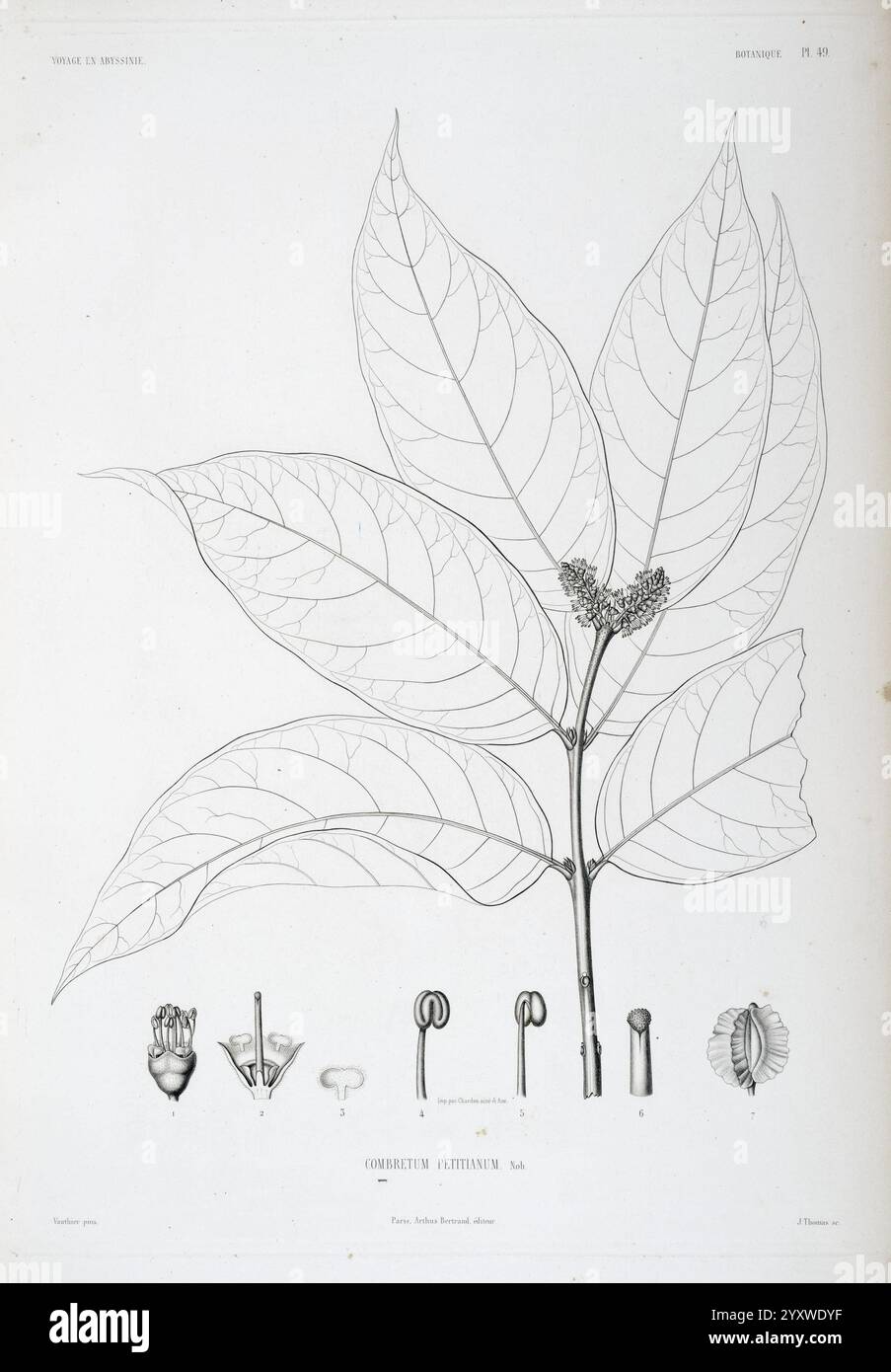 Tentamen, Florae, Abessinicae, Parisiis, Arthus, Bertrand, 1847–1851, eine komplexe botanische Illustration, die ein großes Blatt mit markanten Adern und einer glatten Textur zeigt, zentriert auf einem schlanken Stiel. Unter dem Blatt zeigen mehrere detaillierte Zeichnungen verschiedene Stufen und Teile der blühenden Pflanze, einschließlich Knospen, Blüten und Samenkapseln. Jede Komponente ist mit wissenschaftlichen Begriffen gekennzeichnet, die die Fortpflanzungsstrukturen der Pflanze betonen. Das Design spiegelt eine große Liebe zum Detail und eine Verpflichtung zur botanischen Genauigkeit wider, die typisch für die wissenschaftlichen Illustrationen dieser Zeit ist. Stockfoto