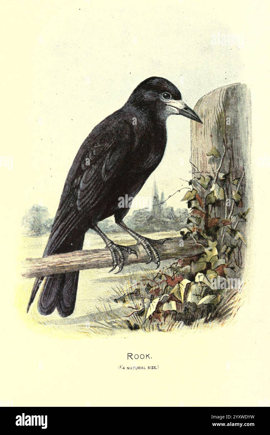 Vertraut Wild Birds London, New York, Cassell, 1883, Birds, Wörterbücher, Bildwerke, Turm, Corvus frugilegus, Turm, Ornithologie, walters Ways Land, Ein Turm thront auf einem rustikalen Zweig und zeigt seine glänzenden schwarzen Federn und unverwechselbaren hellen Schnabel. Der Vogel, bekannt für sein intelligentes Verhalten und sein soziales Verhalten, steht vor einer Kulisse mit zarten Weinstöcken, die auf seinen natürlichen Lebensraum hinweisen. Diese Illustration zeigt das Wesen dieser Korvidart, bekannt für ihre Anpassungsfähigkeit und komplexe Kommunikation. Die subtilen Details der Merkmale des Turms und das umgebende Laub sorgen für einen angenehmen Aufenthalt Stockfoto