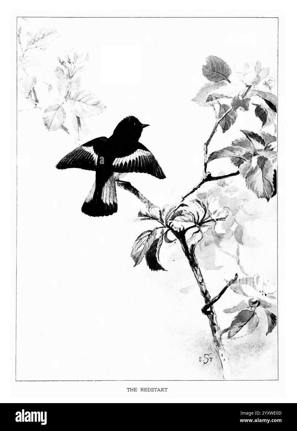 Vogelporträts, Boston, Ginn & Company, 1901, Birds, Setophaga ruticilla, American Redstart, Eine wunderschön illustrierte Darstellung eines Redstarts, der anmutig auf einem Zweig thront. Der Vogel wird in Mittelstellung mit ausgestreckten Flügeln gezeigt und zeigt sein charakteristisches Gefieder. Zarte Blätter umgeben den Zweig und verleihen der Komposition ein natürliches Element. Unter der Abbildung wird der Titel „THE REDSTART“ elegant präsentiert, der auf die Identität des Probanden hinweist. Die komplizierten Details heben die Merkmale des Vogels und das umgebende Laub hervor und enthüllen einen Moment der Ruhe in der Natur. Stockfoto