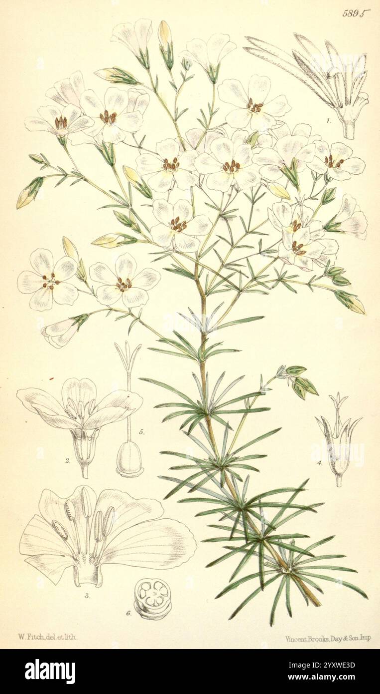 Curtis's Botanical Magazine, London, New York, Botanik, Zeitschriften, Bildwerke Curtis, die Illustration zeigt eine blühende Pflanze, die sich durch zarte, fünfblättrige weiße Blüten auszeichnet, die in einer aufrechten Gruppe angeordnet sind. Die länglichen Blätter sind schmal und linear und weisen einen satten grünen Farbton auf. Nebenbei werden detaillierte Zeichnungen der Anatomie der Blume präsentiert, die Merkmale wie Blütenblätter, Staubgefäße und Ovarialstruktur hervorheben. Jedes Element ist akribisch beschriftet, was die komplizierten botanischen Details veranschaulicht. Die Gesamtzusammensetzung unterstreicht die Eleganz und Komplexität der Anlage Stockfoto