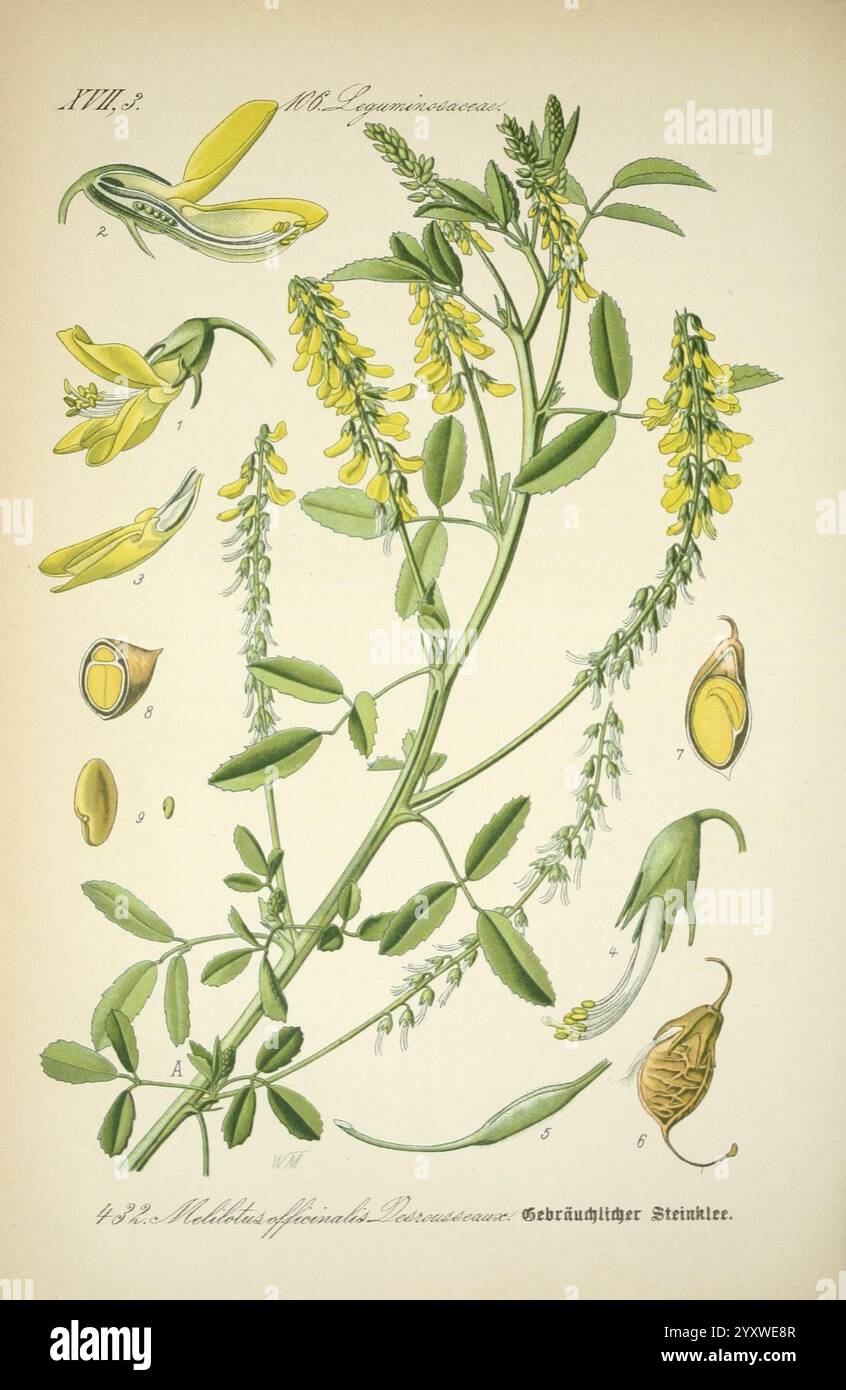 Prof. Dr. Thomé's Flora von Deutschland, Österreich und der Schweiz, in Wort und Bild, für Schule und Haus, mit Tafeln von Walter Müller, Gera-Untermhaus, F.E. Köhler, 1886-1934, Werke, Deutschland, Österreich, Schweiz, Fabaceae, Floras, Kryptogamia, diese Abbildung zeigt eine detaillierte Darstellung einer blühenden Pflanze aus der Familie der Fabaceae, die ihre verschiedenen Teile zeigt. Die Pflanze zeichnet sich durch längliche grüne Blätter aus, die in einem für Hülsenfrüchte typischen Blattmuster angeordnet sind. Leuchtend gelbe Blüten werden deutlich sichtbar dargestellt, wodurch ihre besondere Form und Struktur hervorgehoben wird. Um das Centra herum Stockfoto