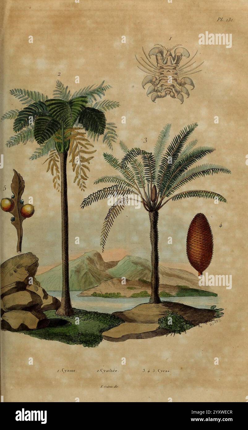 Dictionnaire Pittoresque D’histoire Naturelle et des Phénomènes de La Nature, Paris, 1833-[1840], die Szene zeigt eine ruhige Landschaft mit einer Vielzahl von Palmen, die jeweils zur Identifizierung gekennzeichnet sind. Auf der linken Seite wächst eine schlanke Palme mit leuchtenden Orangenfrüchten, während in der Mitte eine zweite, größere Palme mit anmutigen Wedeln markant steht. Im Hintergrund erheben sich sanfte Hügel gegen ein ruhiges Gewässer und schaffen eine malerische Umgebung. Eine detaillierte Abbildung einer abstrakten oder stilisierten Kreatur nimmt den oberen Teil ein und stellt möglicherweise einen einzigartigen Aspekt der Region dar Stockfoto