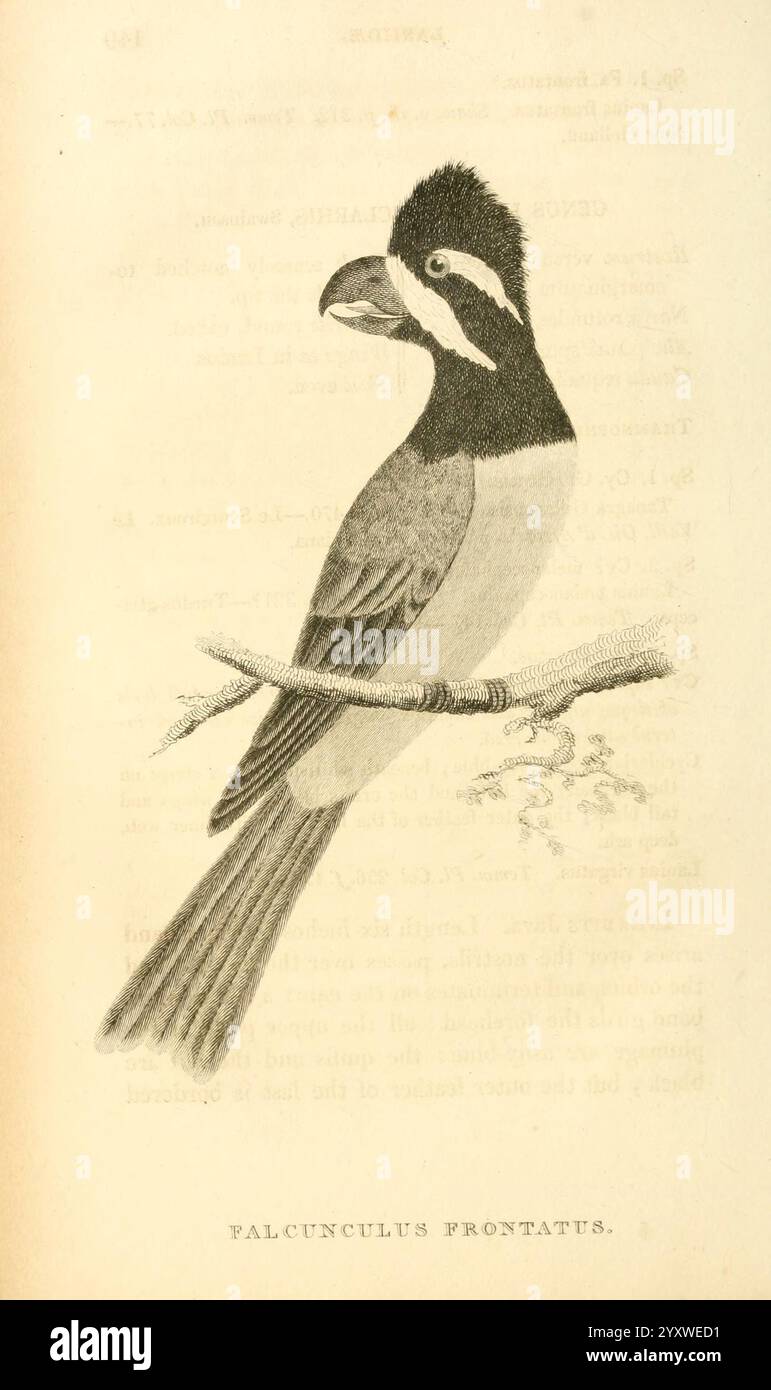 Allgemeine Zoologie oder systematische Naturgeschichte, London, gedruckt für G. Kearsley, 1800-1826, Bildwerke, Zoologie, Vogel, eine detaillierte Abbildung eines Vogels, der speziell „Falculunculus frontatus“ genannt wird. Der Vogel steht auf einem schlanken Ast, der ein ausgeprägtes Profil mit seinen charakteristischen Merkmalen aufweist. Sein Gefieder enthält schattierte Bereiche, die eine Kombination von Farben suggerieren, hauptsächlich mit einer dunklen Krone und helleren Unterteilen. Der Schnabel ist auffällig und klar definiert, was auf die Futtergewohnheiten des Vogels hinweist. Um den Vogel herum könnten subtile Linienzeichnungen auf seinen natürlichen Lebensraum hinweisen. Stockfoto