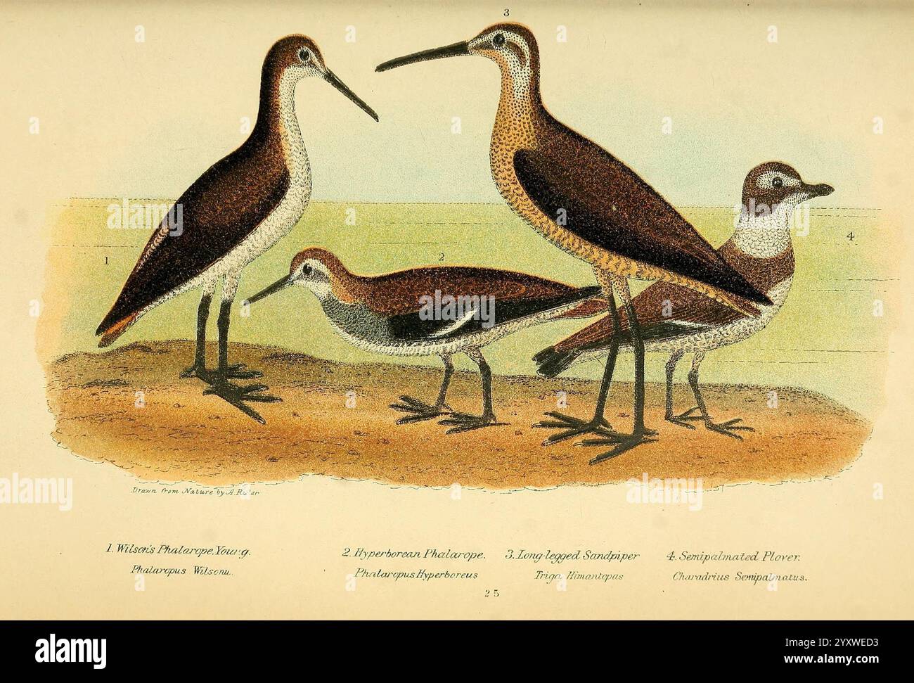 American Ornithology oder The Natural History of the Birds of the United States, Petter & Galpin [187-]. Birds, United States, Charadrius semipalmatus, Phalaropus lobatus, Phalaropus tricolor Calidris himantopus, Stelzen und Piper, Wilson's Phalarope, Semipalmated Plover, Rothals Phalarope, die Illustration zeigt drei verschiedene Arten von Küstenvögeln, jede mit komplizierten Details dargestellt. Die Vögel haben lange Beine und schlanke Körper, was ihre Anpassungsfähigkeit an ihre Küstenlebensräume unterstreicht. Eine ist hauptsächlich braun mit einem gesprenkelten Muster auf dem Oberkörper, während eine andere einen Strike aufweist Stockfoto