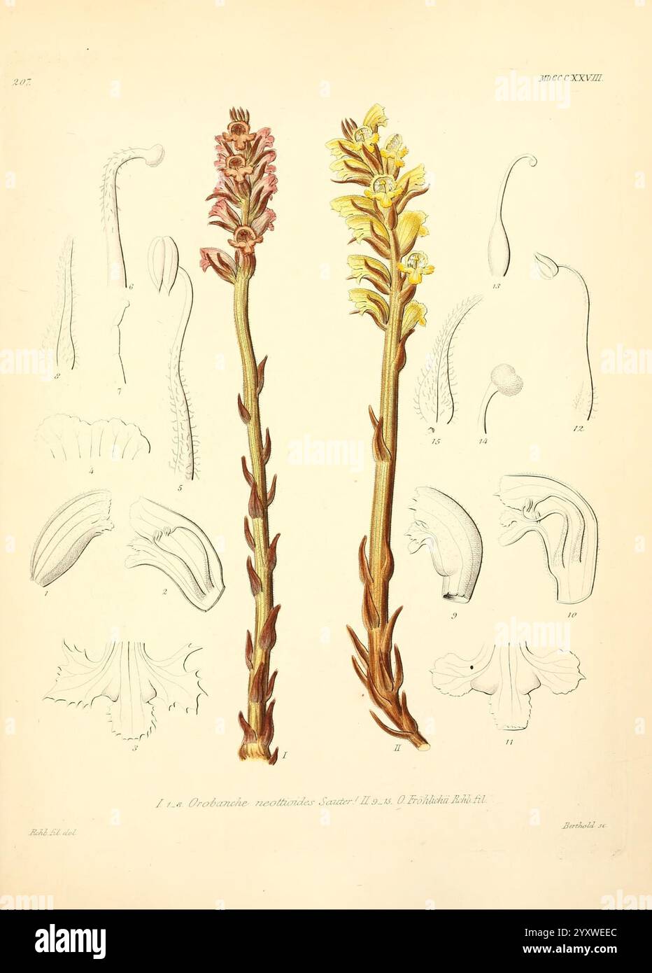 Icones florae Germanicae et Helveticae, Simul Pedemontanae, Tirolensis, Istriacae, Dalmaticae, Austriacae, Hungaricae, Transylvanicae, Moravicae, Borussicae, Holsaticae, Belgicae, Hollandicae, ergo Mediae Europae. Lipsiae, F. Hofmeister 1834-1912. [v. 1, 1850], Europa, Bildwerke, Pflanzen, die Abbildung zeigt zwei unterschiedliche blühende Pflanzen aus der Gattung *Orobanche*, insbesondere *Orobanche santonicum*, bekannt für seine charakteristische, stachelartige Struktur mit gelben und bräunlichen Blüten. An den zentralen Exemplaren befinden sich detaillierte botanische Zeichnungen, die verschiedene Teile des zeigen Stockfoto