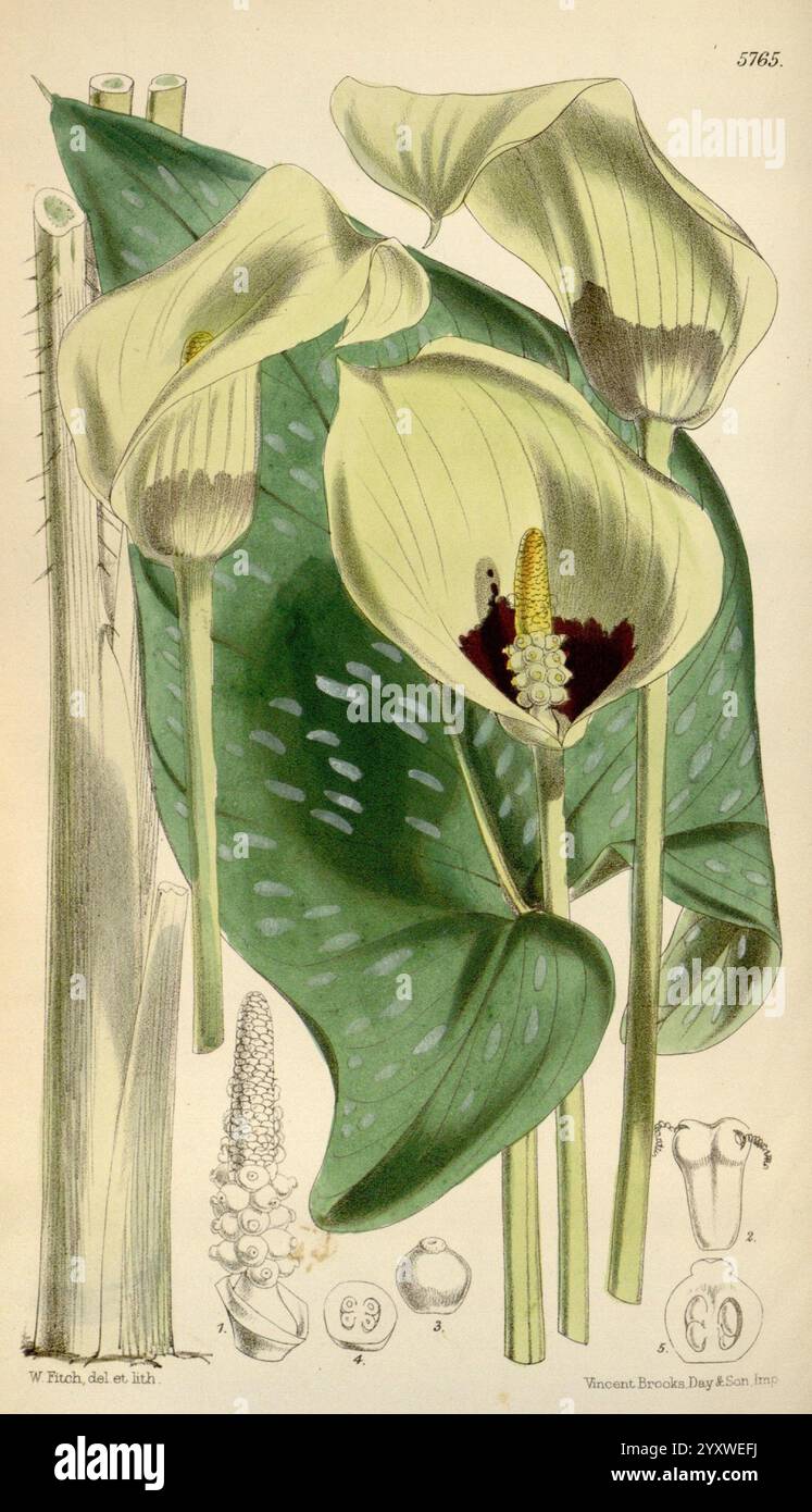 Curtis's Botanical Magazine London New York Botanical Illustration Botany Periodicals Pictorial Works Plants Ornamental Curtis, diese Illustration zeigt eine lebendige Pflanze mit großen, markanten Blättern und eleganten Blumen. Die Blüten zeichnen sich durch ihre breiten, geschwungenen Blütenblätter aus, die überwiegend weiß mit gelben Anklängen sind und in der Mitte tiefe kastanienbraune Markierungen aufweisen. Die Blüten umgeben von üppig grünen Blättern, die ihr markantes Aussehen ergänzen. Die Zusammensetzung enthält auch detaillierte botanische Anmerkungen, einschließlich Bezeichnungen und numerischen Indikatoren, die zusätzliche Informationen liefern Stockfoto