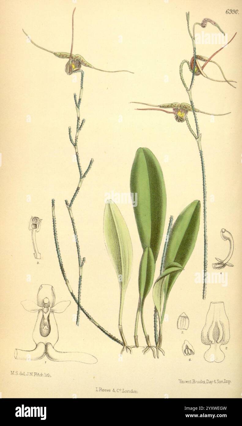 Curtis's Botanical Magazine London New York etc. Botanische Illustration Botanik Zeitschriften Bildwerke Pflanzen Zierwerk Matilda Smith Frauen in der Wissenschaft zeigt die Illustration eine detaillierte botanische Studie über eine Orchideenart. Es erfasst die komplizierte Struktur der Blumen und hebt ihre einzigartigen Formen und Muster hervor. Neben den Blüten sind längliche Blätter dargestellt, die ihre markante Textur aufweisen. Zusätzliche Beschriftungen geben Einblicke in die Fortpflanzungsteile der Pflanze, einschließlich der Kennzeichnung verschiedener Blütenbestandteile. Die Gesamtzusammensetzung spiegelt sich wider Stockfoto