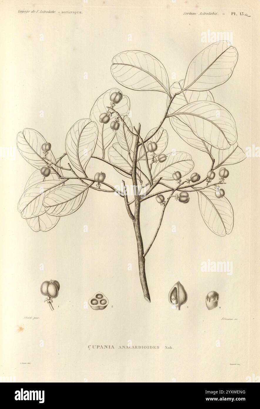 Voyage de la corvette l'Astrolabe, Paris, J. Tastu, 1830-1834., Eine botanische Illustration mit einer detaillierten Darstellung der **Cutania anacardioides** Pflanze. Das Kunstwerk zeigt einen anmutig verzweigten Stiel, der mit großen, langen Blättern verziert ist, die Adern für zusätzliche Textur aufweisen. Entlang der Äste sind kleine, runde Früchte in verschiedenen Entwicklungsstadien gruppiert. Unter der Hauptabbildung bieten verschiedene Renderings einen genaueren Blick auf die Frucht und heben verschiedene Ansichten und Abschnitte hervor, um die Fortpflanzungseigenschaften der Pflanze zu betonen. Diese delikate Illustration vereint wissenschaftliche Akzente Stockfoto