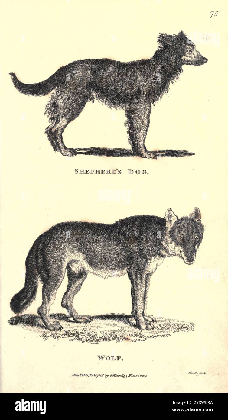 Allgemeine Zoologie oder systematische Naturgeschichte pt. 2. London, gedruckt für G. Kearsley, 1800-1826, Zoologie, die Illustration zeigt zwei verschiedene Eckzähne, die sorgfältig beschriftet sind. Der obere Teil zeigt einen Hirtenhund, der sich durch seinen schlanken Rahmen und seine wachsame Haltung auszeichnet und seine Rolle als treuer Hüter und Hirte demonstriert. Darunter wird ein Wolf dargestellt, der breiter gebaut ist und eine rauere Erscheinung aufweist, die seine wilde und ungezähmte Natur unterstreicht. Beide Tiere stehen stolz und betonen ihre einzigartigen Eigenschaften und die Unterschiede, die domestizierte Hunde von ihren wilden Pendant unterscheiden. Das det Stockfoto