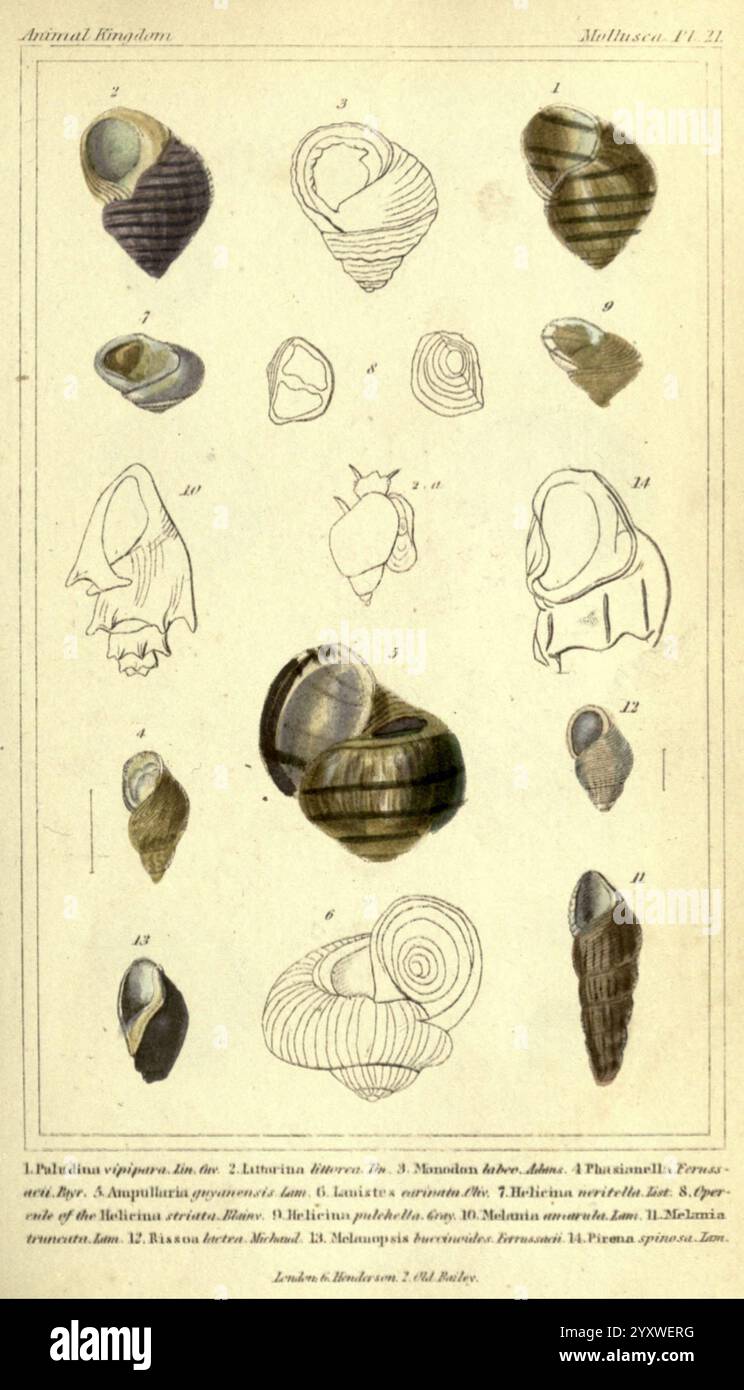 Das Tier, das Königreich, angeordnet, an ITS, Organisation, London, G, Henderson, 1834., die Illustration präsentiert eine Sammlung detaillierter Darstellungen verschiedener Muschelformen aus der Familie der Weichtiere, die ihre unterschiedlichen Formen und Größen zeigen. Jede Schale ist nummeriert und akribisch gerendert, wodurch komplizierte Muster und Texturen hervorgehoben werden, die für diese Meeresbewohner charakteristisch sind. Das Bildungslayout enthält Etiketten für bestimmte Arten, die einen Einblick in ihre Klassifizierung innerhalb des Tierreiches bieten. Die Anordnung betont die Einzigartigkeit jeder Schale und lädt den Betrachter ein Stockfoto