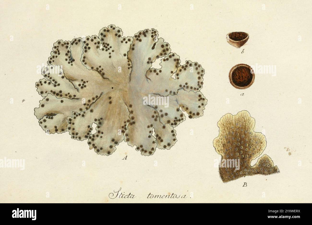 Lichenes americani Norimbergae, J. Sturm, 1811, America, Lichenes, West Indies, New York Botanical Garden, Sticta tomentosa, Jakob Sturm, die Abbildung zeigt eine detaillierte Untersuchung einer Korallenart, die als *Frieda tomentosa* bekannt ist. Deutlich sichtbar ist die Hauptstruktur, die sich durch ihre komplizierten, welligen Formen und die gepunktete Oberflächenstruktur auszeichnet. Auf der Seite gibt es zwei kleinere Darstellungen: Eine hebt einen Querschnitt der Korallen hervor, während die andere eine alternative Ansicht einer ähnlichen Struktur bietet, die die Vielfalt in Form und Form innerhalb dieser Korallenart veranschaulicht. Die Delikatesse Stockfoto
