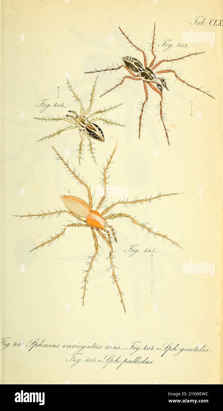 Die Arachniden Nürnberg in der C. H. Zeh'schen Buchhandlung 1831-1848 Arthropoda Arachnida arthropod zeigt die Abbildung drei unterschiedliche Spinnenarten, die jeweils mit markierten Figuren zur Identifizierung versehen sind. Die erste Spinne oben links zeigt markante Markierungen und verlängerte Beine, die mit feinen Borsten bedeckt sind. Die zweite Spinne oben rechts zeigt ein kunstvolleres Design mit auffälligen Mustern und einer ähnlichen haarigen Textur. Die dritte Spinne, die unten abgebildet ist, erscheint mit einer helleren Färbung und markant gestylten Beinen, die ihren einzigartigen morp betonen Stockfoto