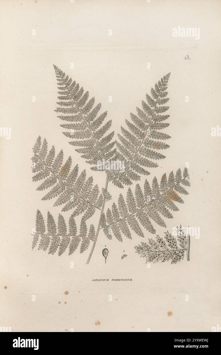 Voyage, Autour, du, Monde, Paris, Chez, Pillet, AiÌ‚neÌ, 1824, 1844, eine detaillierte Abbildung zeigt eine Reihe von zarten Farnblättern mit aufwändig detaillierten Wedeln. Das Design zeigt die unterschiedlichen Größen und Formen der Blätter und hebt ihre symmetrischen Muster und die Textur des Blattes hervor. Neben dem größeren Farn befinden sich kleinere botanische Elemente, die auf die Vielfalt innerhalb der Arten hinweisen. Unter der Abbildung befindet sich der Name „Adiantum parsitatum“, der den dargestellten Farntyp angibt. Die Gesamtzusammensetzung ist für eine botanische Referenz geeignet, EM Stockfoto