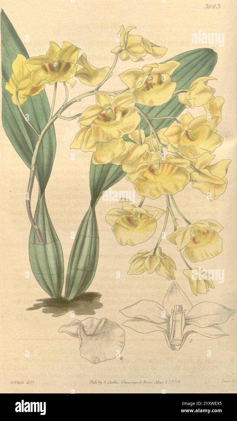 Curtis's Botanical Magazine London New York etc Botanische Zeitschriften Bildwerke Curtis, diese detaillierte botanische Illustration zeigt eine elegante Orchideensorte, die sich durch ihre kaskadierenden Haufen zarter gelber Blüten auszeichnet, die jeweils mit dunkleren Markierungen verziert sind, die ihre komplizierte Schönheit unterstreichen. Die Blätter sind breit und grün und bieten einen üppigen Kontrast zu den leuchtenden Blüten. Die farbenfrohe Darstellung wird durch schematische Zeichnungen ergänzt, die die Struktur der Blume, einschließlich der Form der Blüte und zusätzlicher floraler Details, hervorheben. Die Komposition betont den Gracef der Orchidee Stockfoto
