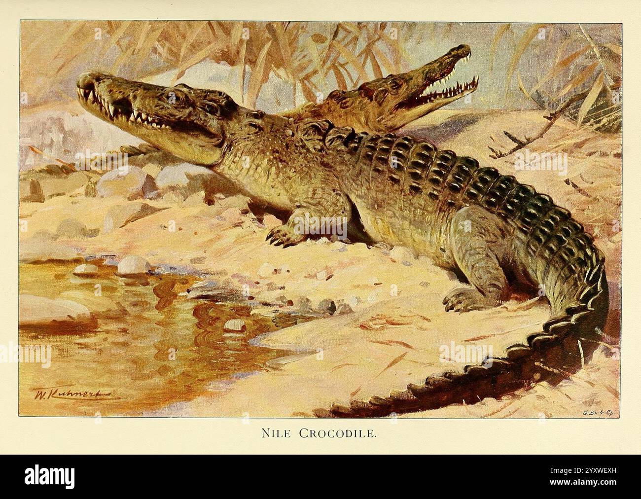 Wild Life of the World, London, F. Warne and Co, 1916, Zoology, Crocodile, Richard Lydekker, Friedrich Wilhelm Kuhnert, Herpetologie, Reptilien, Nil, Crocodylus niloticus, Nil-Krokodil, die Abbildung zeigt ein Nil-Krokodil, das seinen großen, kraftvollen Körper mit einer strukturierten, geschwungenen Haut zeigt. Die lange Schnauze ist leicht offen und zeigt scharfe Zähne, während die stechenden Augen einen intensiven, räuberischen Blick verleihen. Das Krokodil befindet sich auf einem Sandufer, umgeben von Anklängen von natürlichem Laub, was das Gefühl seines Lebensraums unterstreicht. Der Künstler hat den Detai gefangen genommen Stockfoto