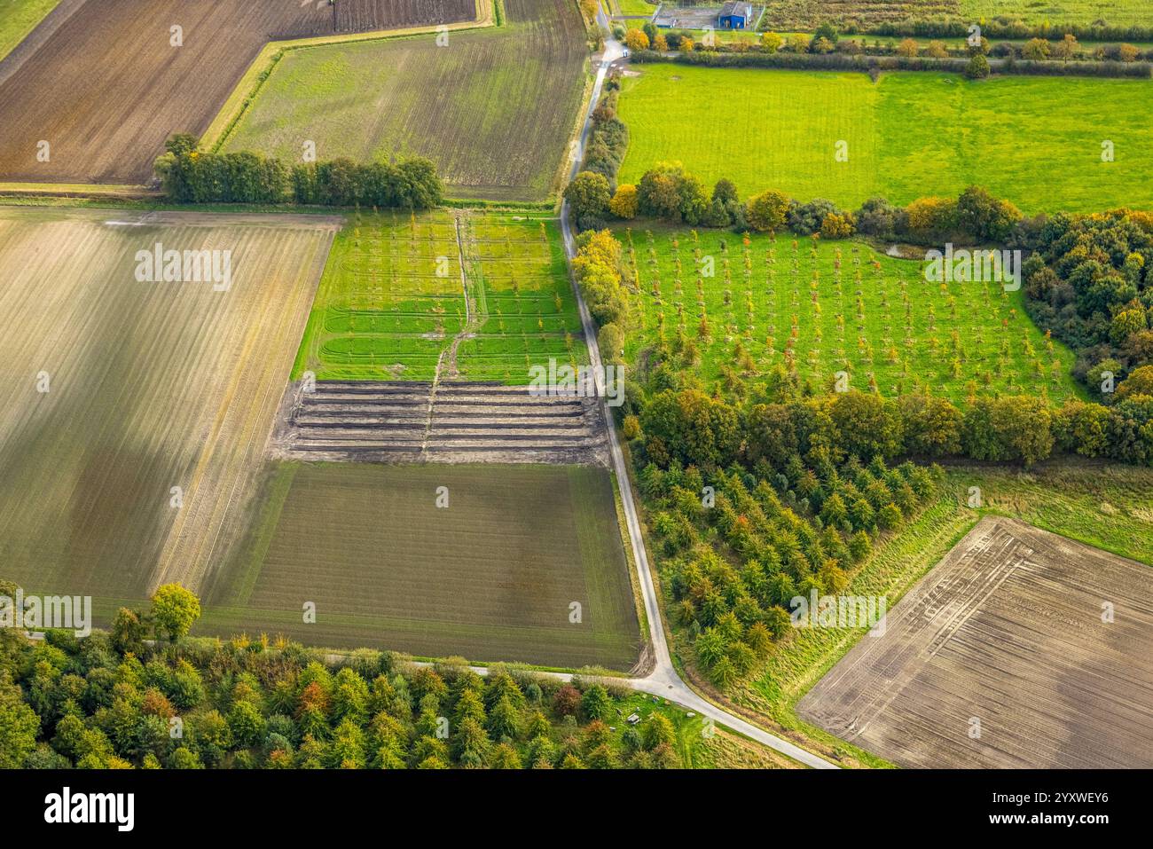 Luftaufnahme, auf dem Südfelde Baumwiesen und Felder, Uentrop, Hamm, Ruhrgebiet, Nordrhein-Westfalen, Deutschland Stockfoto