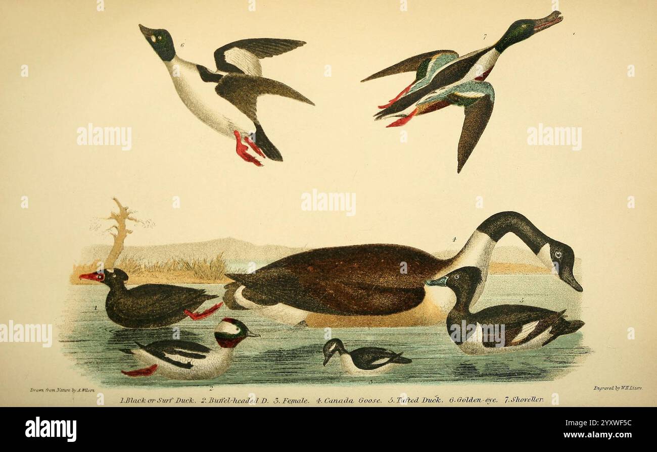 Amerikanische Ornithologie oder die Naturgeschichte der Vögel der Vereinigten Staaten, Petter & Galpin [187-], Vögel, Vereinigte Staaten, Kanadas Gans, Branta canadensis, Aythya fuligula, getuftete Ente, Bucephala clangula, Bucephala albeola, amerikanische schwarze Ente, gewöhnliches goldeneye, Anas rubripes, Büffelkopf, Spatula clypeata, das Kunstwerk zeigt eine Vielzahl von Wasservögeln, die in einer natürlichen Umgebung dargestellt werden. Oben links ist ein lebendiger drake einer Stocke in dynamischer Pose zu sehen, mit ausgebreiteten Flügeln, als ob sie fliegen würden. Daneben wird ein Paar Tauchenten dargestellt, die bei einer Unterwassersuche tätig sind. Stockfoto
