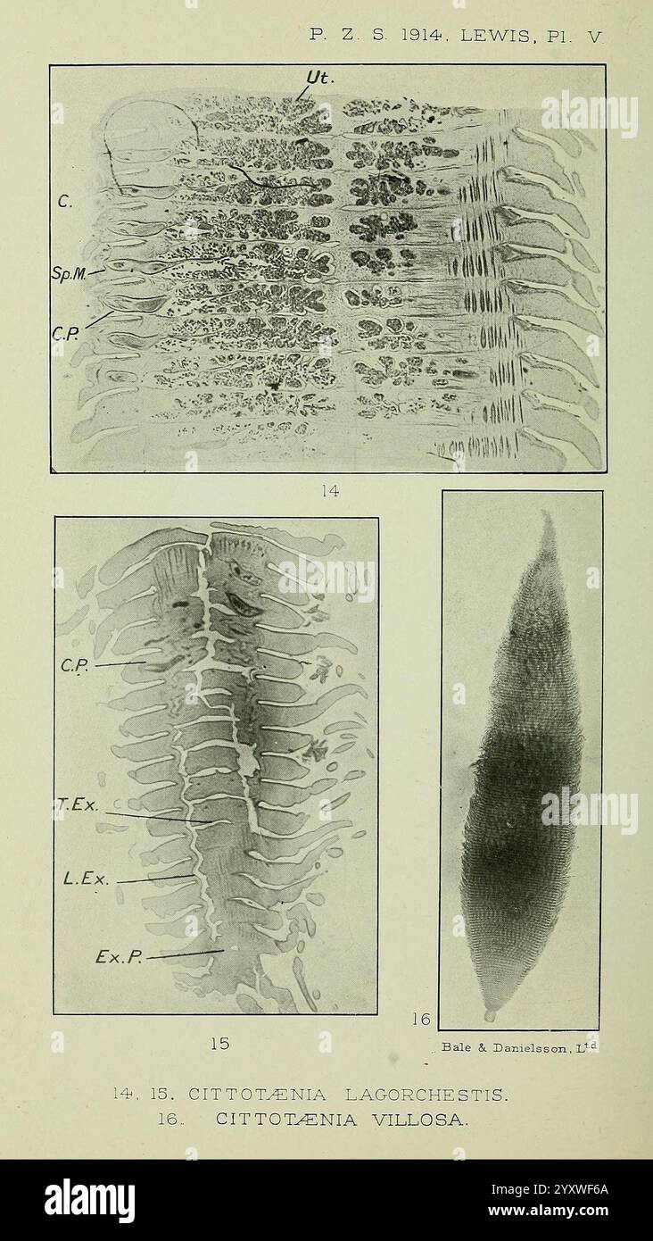 Proceedings, of, the, Zoological, Society, of, London, Academic, Press, Zoologie, Zeitschriften, die Illustration präsentiert wissenschaftliche Diagramme, die die Anatomie zweier Arten, Lacorchestis und Villosa, im Rahmen einer zoologischen Studie darstellen. Der obere Abschnitt enthält detaillierte Linienzeichnungen, die verschiedene anatomische Merkmale wie Segmente und Querschnitte der Organismen darstellen. Die Kennzeichnungen weisen auf spezifische Strukturen hin, die wahrscheinlich Bereiche wie den Körper oder die Ausscheidungssysteme bezeichnen, und weisen auf ihre besonderen Merkmale hin. Der untere Abschnitt hebt eine komplizierte Ansicht von einem der beiden hervor Stockfoto