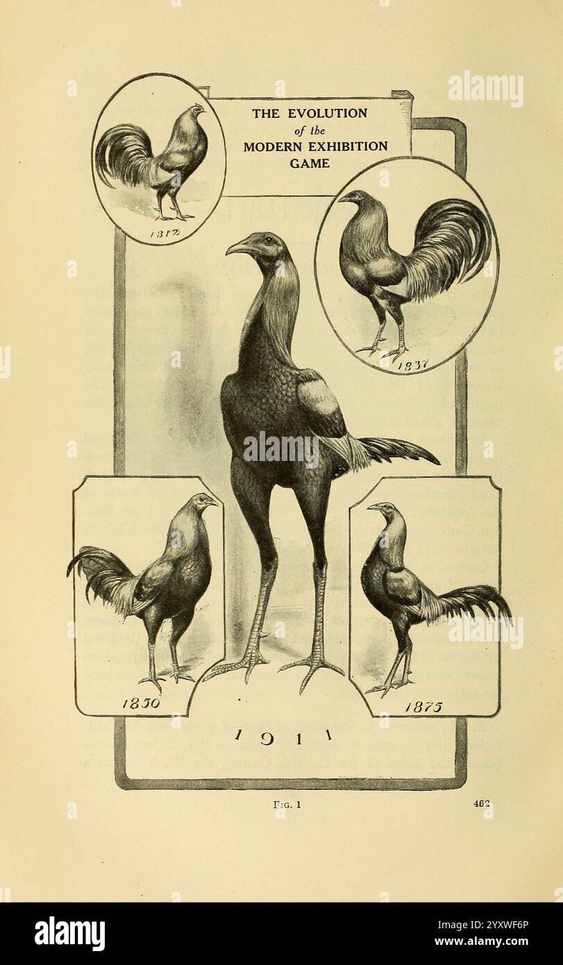 The Book of Geflügel, New York, The Macmillan Company, 1921, Geflügel, Gallus gallus, UMass Amherst Libraries, diese Illustration zeigt die Entwicklung des modernen Ausstellungsspiels Geflügel über mehrere Jahrzehnte. In der Mitte steht eine große Darstellung aus dem Jahr 1911, die einen robusten und elegant gestalteten Vogel darstellt. Um sie herum befinden sich kleinere Illustrationen, die frühere Versionen aus den Jahren 1875, 1830 und 1873 darstellen und jeweils besondere Merkmale und Merkmale hervorheben, die die Entwicklung der Rasse durch selektive Züchtung und veränderte Ästhetik widerspiegeln. Der Fortschritt veranschaulicht nicht nur Stockfoto