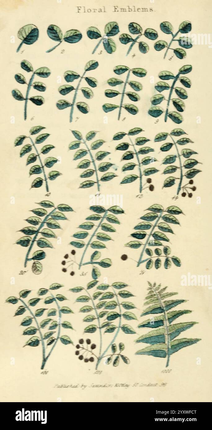 Blumenembleme, London, Saunders and Otley, 1825, Embleme, allegorische Bilder, Embleme und Abzeichen, Blumensprache, Blumen in der Literatur, Symbolismus, Heraldik, Symbole, Poesie, Blumen, die Illustration zeigt eine Vielzahl von botanischen Designs, hauptsächlich mit verschiedenen Arten von Blättern und ihren Arrangements. Jeder Satz Blätter ist ordentlich organisiert und nummeriert, was die verschiedenen Formen und Merkmale des Blattes unterstreicht. Das Kunstwerk hebt komplizierte Details der Blätter hervor, einschließlich ihrer Form, Textur und Wachstumsmuster, die eine Studie der Pflanzenwelt widerspiegeln. Unten, mehrere Stockfoto