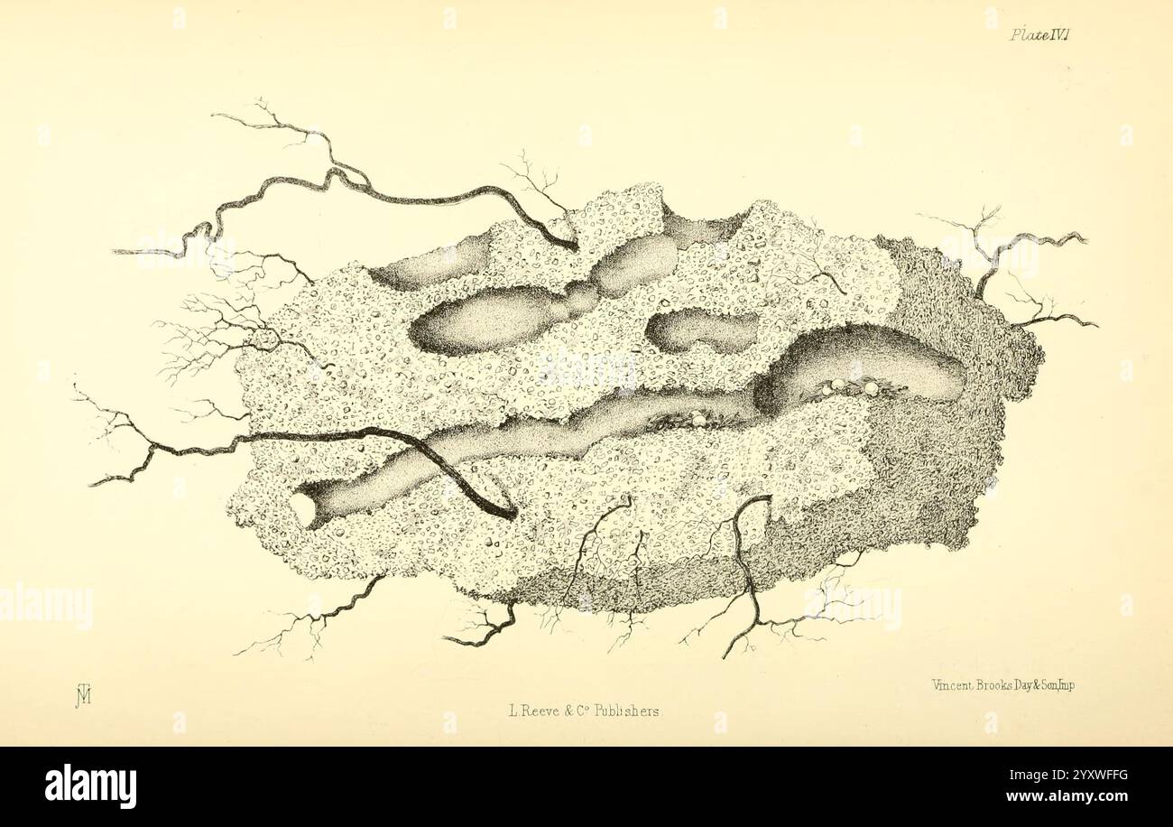 Ernte, Ameisen und Falltürspinnen, London, L. Reeve & Co, 1873, Spinnen, Ameisen, Wood's Hole, die Abbildung zeigt eine strukturierte Oberfläche, die durch eine Reihe von mäandernden Linien und unregelmäßigen Formen gekennzeichnet ist. Diese Linien, die flussähnlichen Formationen ähneln, sind mit feinen, verzweigten Strukturen verbunden, die ein Gefühl von organischem Wachstum hervorrufen. Die Gesamtkomposition scheint natürliche Muster zu erforschen, möglicherweise inspiriert von geologischen Formationen oder abstrakten Interpretationen von Landschaften. Dieses komplizierte Design lädt die Zuschauer dazu ein, das Verhältnis zwischen Natur und künstlerischem Anspruch zu betrachten Stockfoto