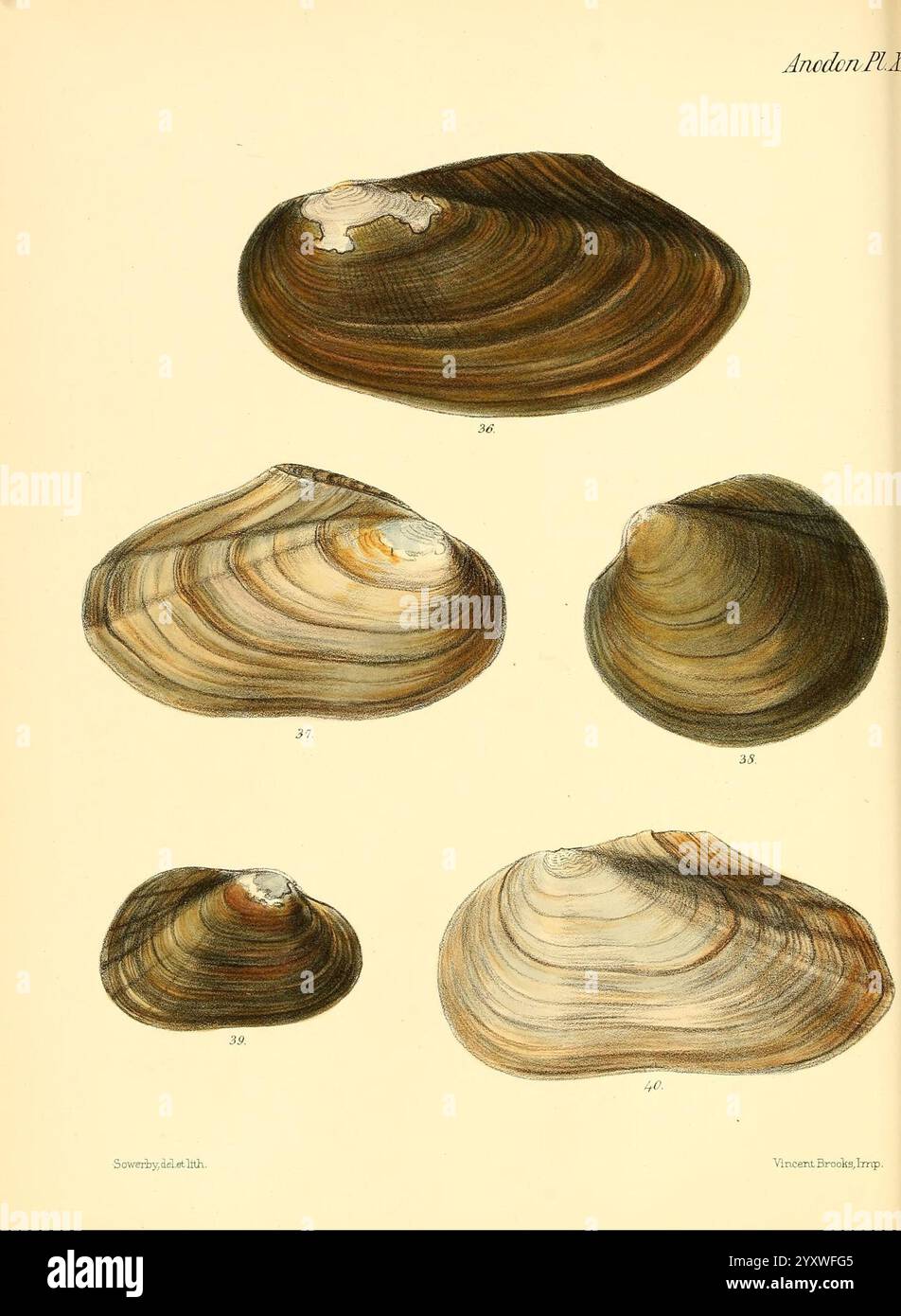 Conchologia iconica, Abbildungen der Muscheln von Weichtieren, London, Reeve, Brothers, 1843-1878, Mollusken, Bildwerke, Muscheln, diese Illustration zeigt eine Vielzahl von Muschelexemplaren aus der Gattung Anadora, die ihre unterschiedlichen Formen und Texturen darstellen. Jede Schale ist nummeriert, was verschiedene Arten oder Formen angibt. Die Schalen weisen glatte Kurven und komplizierte Muster auf, wobei subtile Farbvariationen und Schimmer ihre natürliche Schönheit unterstreichen. Die Details heben die einzigartigen Eigenschaften der einzelnen Hüllen hervor und geben einen Einblick in ihre anatomischen Merkmale und die Vielfalt der Hülle Stockfoto