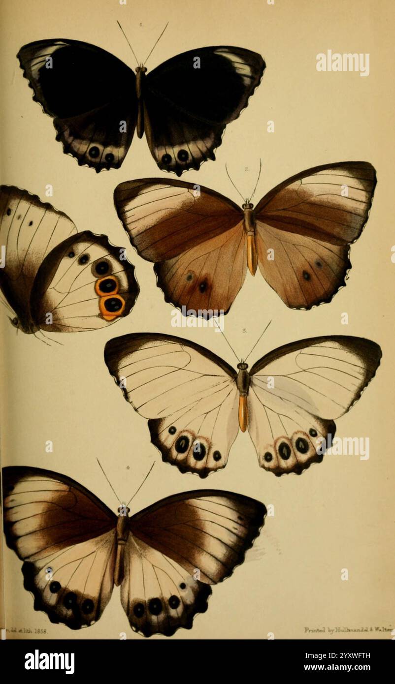 Proceedings of the Zoological Society of London, London, Academic Press, Zeitschriften, Zoologie, Proceedings of the Zoological Society of London, Eine atemberaubende Ausstellung von mehreren Schmetterlingen, die komplexe Muster und lebendige Farben auf ihren Flügeln zeigen. Das Arrangement umfasst verschiedene Arten, die jeweils einzigartige Merkmale wie Augenflecken und verschiedene Braun-, Creme- und Orangentöne aufweisen. Die Flügel sind breit verteilt und zeigen sowohl die zarten Texturen als auch die symmetrischen Designs, die die Schönheit dieser Insekten in der Natur hervorheben. Jeder Schmetterling wirkt balanciert und fügt ein Element der Anmut hinzu Stockfoto