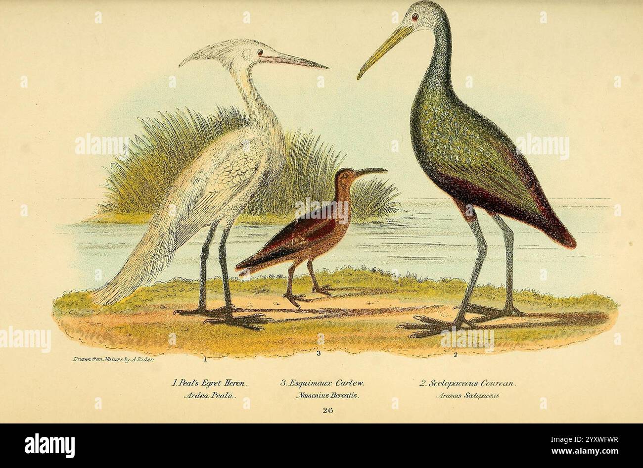 Amerikanische Ornithologie oder die Naturgeschichte der Vögel der Vereinigten Staaten London Cassell Petter & Galpin [187-] Vögel Vereinigte Staaten Ardea alba Großreiher Aramus Guarauna Limpkin Numenius borealis Eskimo Curlew, diese Illustration zeigt ein Paar Watvögel, die in einer natürlichen Umgebung in der Nähe eines Wasserkörpers stehen. Der größere Vogel, wahrscheinlich ein Reiher, wird mit elegantem Gefieder und langem Hals dargestellt und zeigt seine charakteristischen Merkmale wie einen scharfen Schnabel und lange Beine. Der kleinere Vogel scheint eine Art von Sumpfvogel zu sein, der durch seine dunklere Färbung und kürzere Statu gekennzeichnet ist Stockfoto