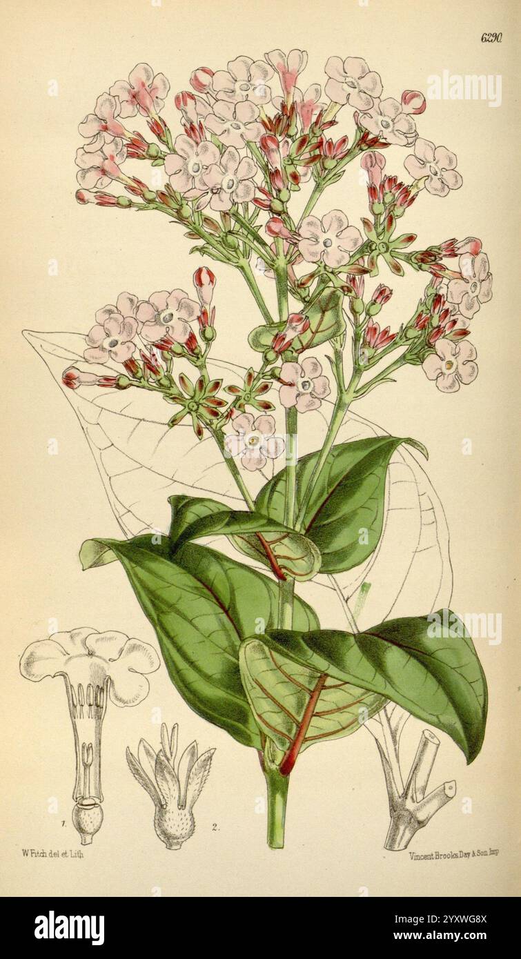 Curtis's Botanical Magazine London New York etc. Botanische Illustration Botanik Zeitschriften Bildwerke Pflanzen ornamental Curtis, Eine wunderschön illustrierte blühende Pflanze mit Haufen zarter rosa und weißer Blüten, die komplizierte Details der Blütenblätter und Fortpflanzungsstrukturen zeigt. Die Komposition umfasst üppig grüne Blätter, die die Blumen wiegen und ihre natürliche Schönheit hervorheben. Unterhalb der Hauptabbildung zeigen kleine detaillierte Zeichnungen die verschiedenen Teile der Pflanze, wie die Blütenstruktur und die Blattanatomie, und geben so einen Einblick in ihre botanischen Merkmale. Jedes Elemen Stockfoto