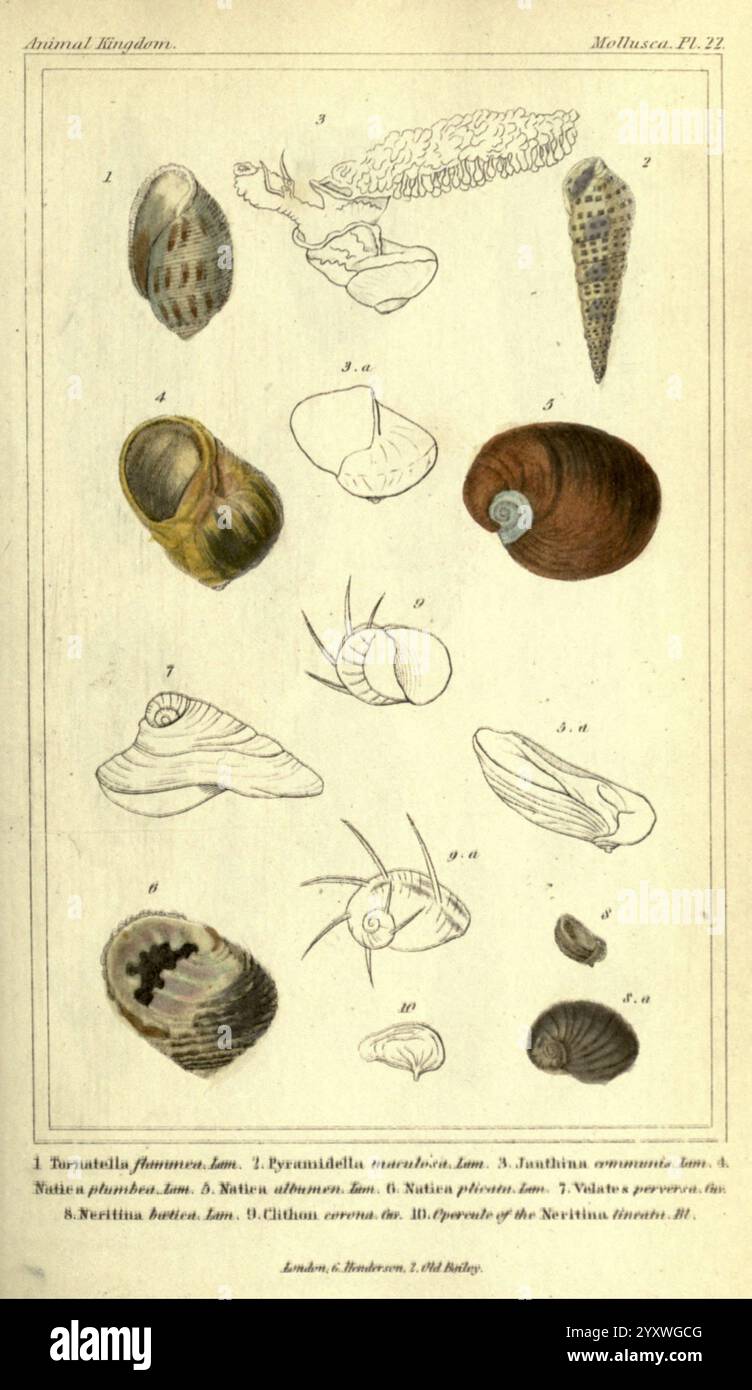 Das Tier, das Königreich, angeordnet, an ITS, Organisation, London, G. Henderson, 1834, london, london, Eine wissenschaftliche Illustration, die eine Vielzahl von Muscheln und Meereslebewesen zeigt. Die detaillierten Etiketten kennzeichnen verschiedene Arten, einschließlich Formen von Schalenmuscheln wie Welpen, Limpets und Periwinkles. Jedes Exemplar wird sorgfältig gezeichnet, um einzigartige Merkmale wie die komplizierten Muster und Formen ihrer Schalen hervorzuheben. Das Arrangement präsentiert eine Reihe von Größen und Formen, die die Vielfalt innerhalb des Tierreiches unterstreichen. Das Kunstwerk dient als historische Referenz für mA Stockfoto