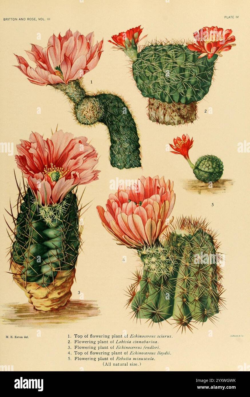 The Cactaceae, Washington, Carnegie Institution of Washington, 1919-1923, cactaceae, Klassifikation, Bildwerke, Mary Emily Eaton, Frauen in der Wissenschaft, Eine botanische Illustration, die verschiedene Arten blühender Kakteen zeigt. Das Bild zeigt oben einen markanten blühenden Kakteen, der mit leuchtenden rosa Blüten verziert ist. Im Folgenden finden Sie weitere Beispiele wie eine kleinere blühende Sorte und einen Kakteen mit dichten, grünen Stacheln. Andere Pflanzen sind mit Nummern gekennzeichnet, die unterschiedliche Merkmale wie Blütestadien und Pflanzenstruktur anzeigen. Die detaillierte Darstellung hebt beide hervor Stockfoto