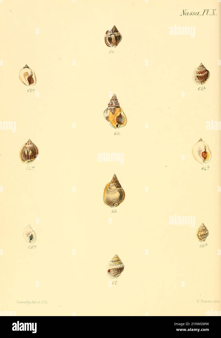 Conchologia Iconica oder Illustrations of the Muscheln of Molluscous Animals, London, Reeve, Brothers, 1843-1878, Mollusks, Pictorial Works, Shells, Eine Sammlung detailreicher Illustrationen verschiedener Muscheln, die ihre verschiedenen Formen, Größen und Muster zeigen. Jede Schale ist mit einer eindeutigen Nummer versehen, die ein Klassifizierungssystem zur einfachen Referenz angibt. Die Exemplare zeigen eine Reihe natürlicher Farben und Texturen, die die Schönheit der Meereslebewesen hervorheben. Die Komposition ist in einem Gitterformat angeordnet, wodurch die Einzigartigkeit jeder Schale betont wird und gleichzeitig eine elegante Einfachheit bewahrt wird Stockfoto