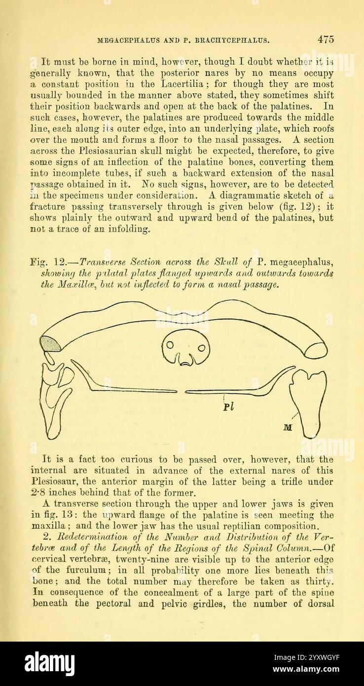 The Quarterly Journal of the Geological Society of London, v. 37 (1881), London, Geologie, Periodika, die Abbildung zeigt die anatomische Struktur eines Exemplars aus der Gattung P. brachycephalus, wobei der Schwerpunkt auf dem Querschnitt der Schale liegt. Er hebt die verschiedenen Teile hervor, einschließlich der Brustgürtel und Beckengürtel, zusammen mit bemerkenswerten Merkmalen wie Muskelanhaftungen und der allgemeinen Morphologie der Probe. Zusätzliche Beschriftungen geben Messungen und Anweisungen zum Verständnis der physiologischen Eigenschaften an und betonen die Beziehung zwischen dem Skelett Stockfoto