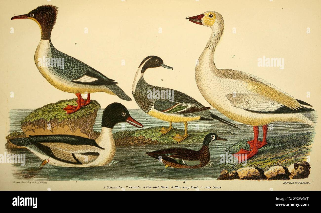 Amerikanisch, Ornithologie, oder natürlich, Geschichte, der, der, der Vögel, der, der, Vereinigte Staaten, Petter, &, Galpin, [187-], Birds, USA, Mergus, merganser, Nord, pintail, Anas, acuta, blau, geflügelt, Petrol, Schnee, Gans, häufig, Merganser, Anser, Caerulescens, Spatel, Discors, Eine lebendige Darstellung verschiedener Wasservögel, die eine Vielzahl von Arten zeigen. Die Abbildung zeigt eine Gruppe von Gänsen, die jeweils mit charakteristischen Gefieder-Mustern und Farben versehen sind. Zu den herausragenden Merkmalen gehören eine große, elegante Gans mit markantem Hals und eine gegenüberliegende Ansicht einer schlanken Ente mit dunklen Federn. Begleitet von Stockfoto