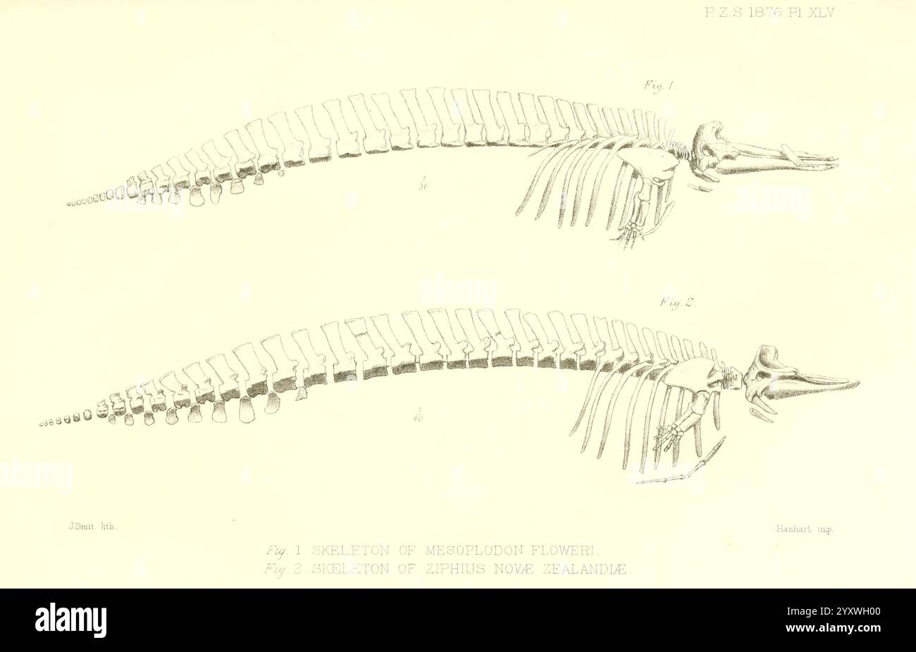Die Illustration zeigt zwei detaillierte Skelettumrisse, die wahrscheinlich die Anatomie eines Meeressäugers darstellen, möglicherweise eines Wals oder Delfins. Die Skelettstrukturen weisen die Wirbelsäule deutlich hervor, wodurch der Brustkorb und die distalen Flossen hervorgehoben werden. Jeder Knochen ist sorgfältig beschriftet, was auf spezifische anatomische Merkmale hinweist. Die Ausrichtung und Krümmung der Wirbelsäule deuten auf Anpassungen an Wasserlebewesen hin, die die Hydrodynamik der Bewegung betonen. Diese pädagogische Darstellung dient als anatomische Referenz für Stockfoto