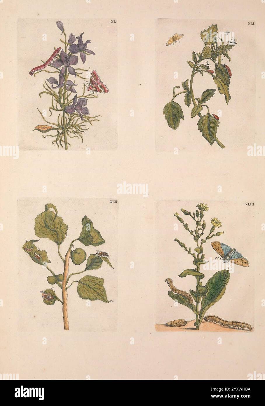 De Europischen Insekten tot Amsterdam von J.F. Bernard 1730 Botanik Europa Insekten Metamorphose Bildwerke Maria Sibylla Merian Maria Sibylla Merian Frauen in der Wissenschaft, die Komposition enthält eine Sammlung von vier botanischen Illustrationen, jede zeigt verschiedene Pflanzen begleitet von Insekten. 1. In der oberen linken Ecke ist eine lebendige blühende Pflanze mit zarten violetten Blüten zu sehen, die mehrere Motten in der Nähe anlockt. 2. Nebenan, oben rechts, zeigt eine andere Pflanze saftig grüne Blätter, darunter winzige Insekten, die das Zusammenspiel von Flora und Fauna hervorheben. 3. Th Stockfoto
