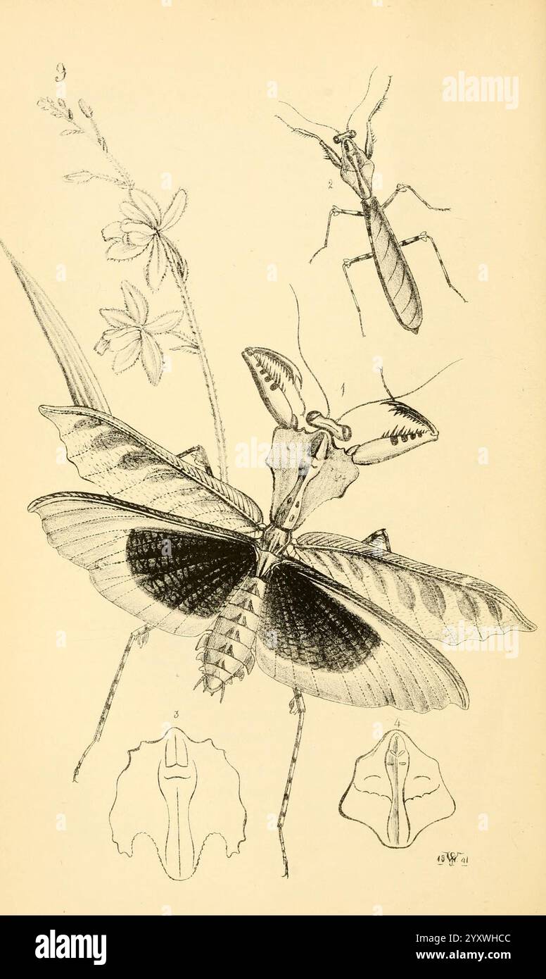 Arcana entomologica, oder Illustrationen von neuen, seltenen und interessanten Insekten, London, William Smith, 1845 [d. h. 1841-1845]. Insekten, Arthropoden, Entomologie, Klassifizierung, Bildwerke, Arthropod, die Abbildung zeigt eine komplizierte Darstellung einer Gebetsmantis, die seine bemerkenswerten Merkmale und natürlichen Lebensraum hervorhebt. Die zentrale Figur zeigt die Mantis in einer detaillierten Ansicht und betont ihren langgestreckten Körper, die großen zusammengesetzten Augen und die markanten gefalteten Vorderbeine, die charakteristisch für ihre räuberische Natur sind. Um die Mantis herum befinden sich kleinere Zeichnungen, die verschiedene illustrieren Stockfoto