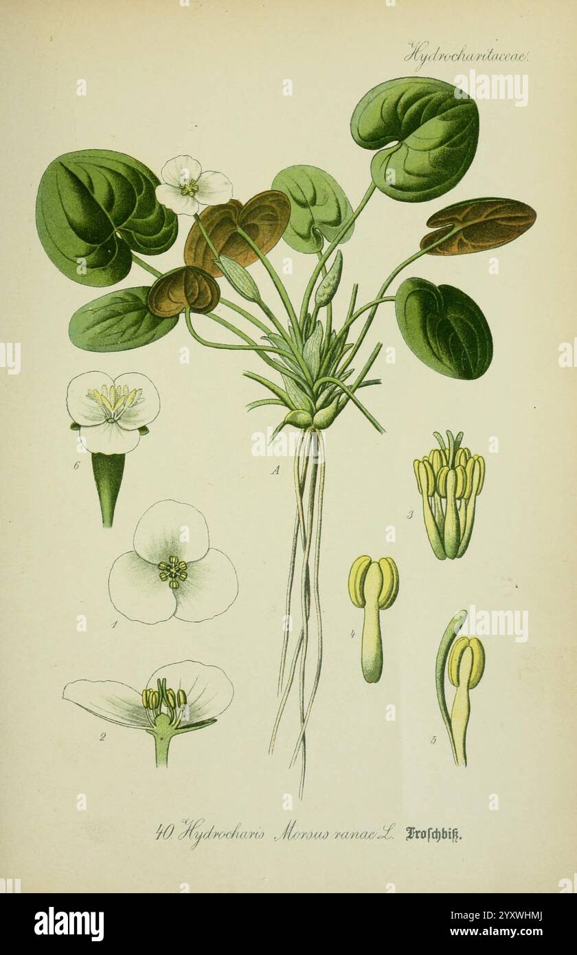 Flora von Deutschland, Österreich und der Schweiz, Gera, Zezschwitz, 1903, Pflanzen, Deutschland, Österreich, Schweiz, Floras, Hydrocharis morsus-ranae, diese Illustration zeigt die Pflanze **Hydrocotyle vulgaris**, allgemein bekannt als Wasserpennykraut. Die Hauptdarstellung zeigt die Pflanze mit ihren charakteristischen kreisförmigen Blättern, die um einen zentralen Stamm angeordnet sind. Die zentrale Figur umgibt detaillierte Zeichnungen verschiedener Pflanzenteile, einschließlich einzelner Blätter, Blumen und Fortpflanzungsstrukturen. Die Blüten sind mit fünf weißen Blüten und einer besonderen Anordnung von Staubblättern dargestellt. Th Stockfoto