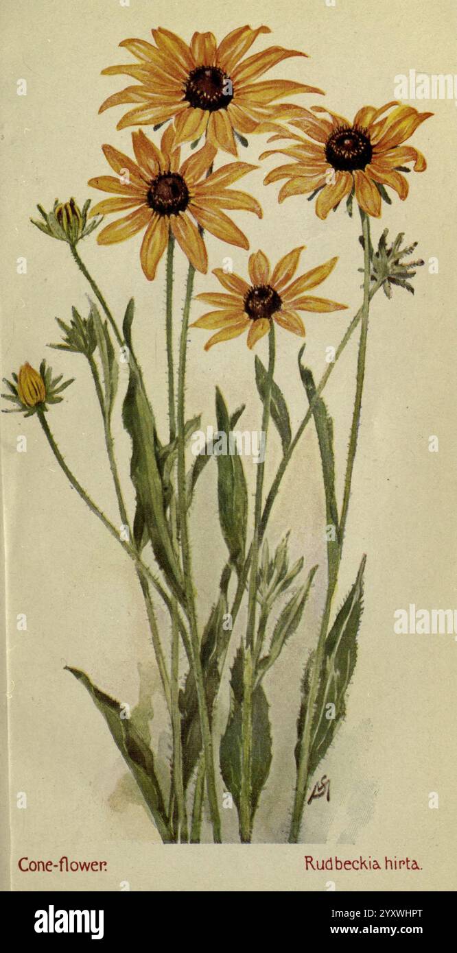 Feldbuch der amerikanischen Wildblumen, New York, 1912, Blumen, Rudbeckia hirta, eine delikate Illustration, die eine lebhafte Gruppe von Coneflower zeigt, insbesondere die Art Rudbeckia hirta. Die Blüten haben auffällige gelbe Blütenblätter, die von der zentralen dunkelbraunen Scheibe ausstrahlen und einen fesselnden Kontrast erzeugen. Hohe grüne Stiele unterstützen die Blüten, während mehrere Blätter mit gezackten Kanten dem Arrangement einen üppigen Hintergrund verleihen. Das Kunstwerk betont die natürliche Schönheit und die komplizierten Details der Blumen, was es zu einer klassischen Darstellung dieser geliebten Pflanze macht. Stockfoto