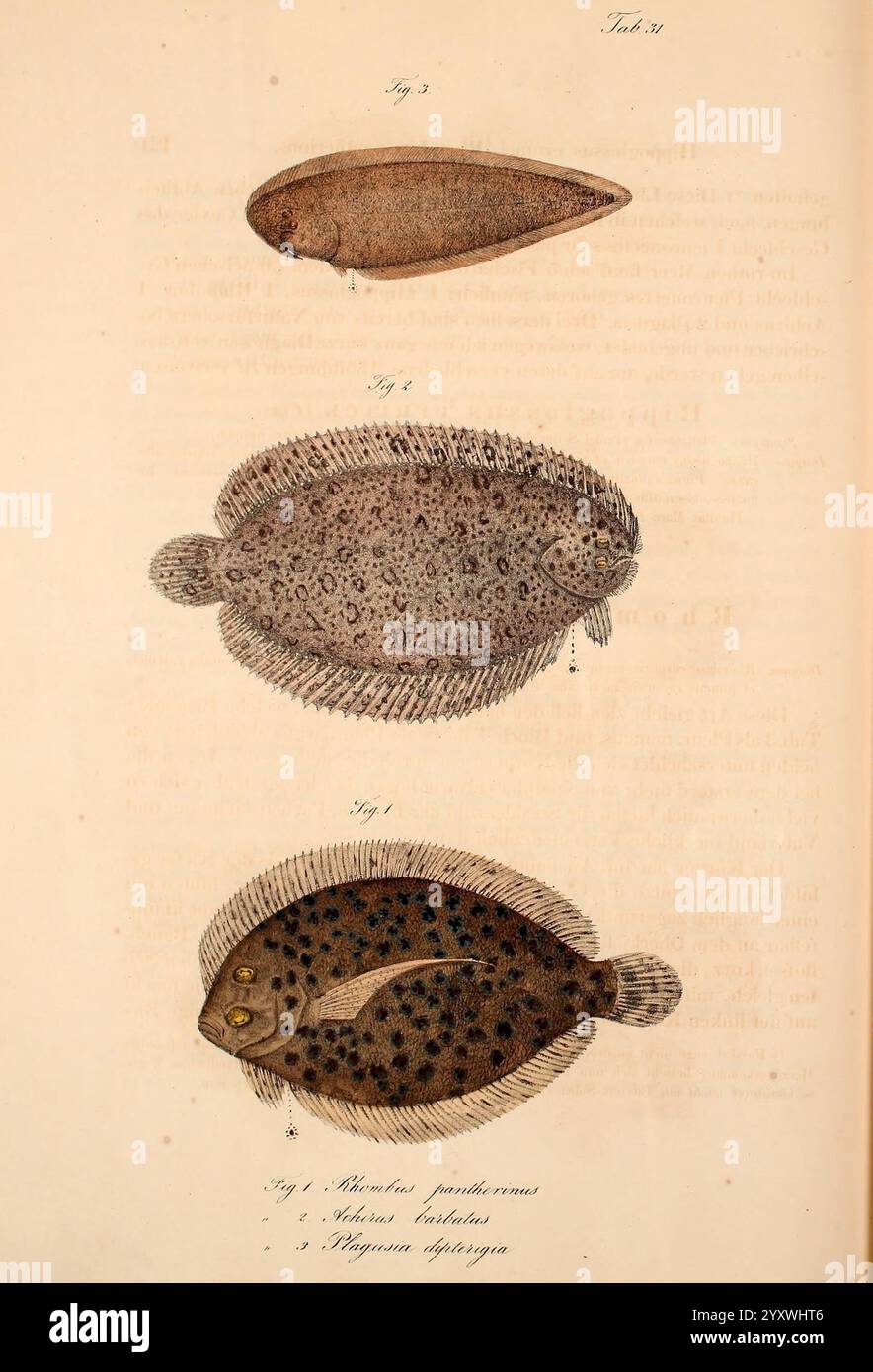 Atlas zu der Reise im nördlichen Afrika, Frankfurt am Main, Gedruckt und in Commission bei Heinr. Ludw. Brönner, 1826-1828, Rotes Meer, Fische, Zoologie, Meerestiere, Afrika Nord, die Abbildung zeigt drei verschiedene Arten von Plattfischen, die jeweils in einer Seitenansicht dargestellt werden, um ihre einzigartigen Formen und Muster hervorzuheben. An der Spitze befindet sich ein stromlinienförmiger Fisch mit einem glatten, lang gestreckten Körper und einer beigen Färbung. Der mittlere Fisch ist breiter und mit komplizierten Flecken verziert, die einem natürlichen Tarnmuster ähneln. Der Grundfisch zeigt ein lebhafteres Erscheinungsbild mit einer Mischung aus Flecken und Strik Stockfoto