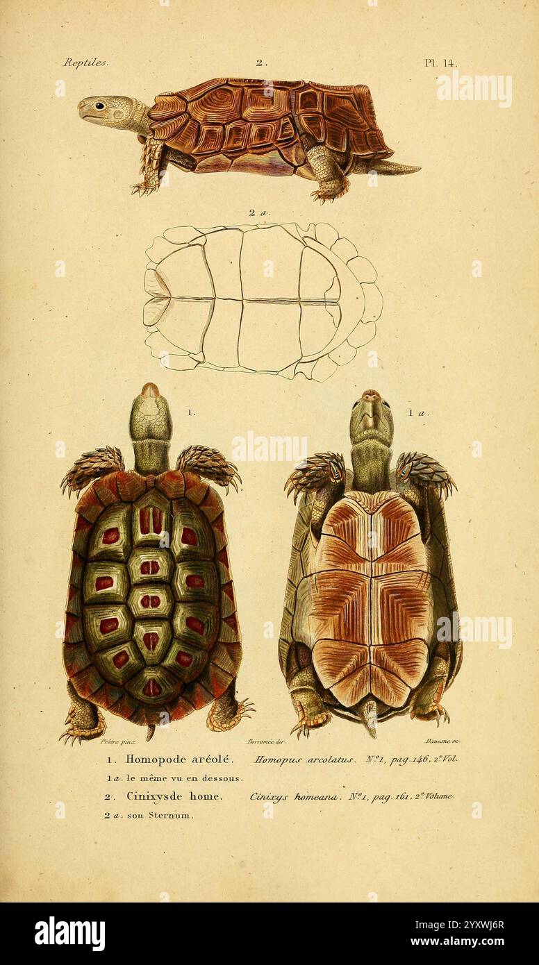 Erpétologie générale, ou, Histoire naturelle complète des reptiles Paris, Roret, 1834-1854. Amphibien Herpetologie Reptilien, diese Illustration zeigt eine detaillierte Untersuchung von Schildkröten und zeigt mehrere Ansichten der Art. Jede Schildkröte ist mit ihrem wissenschaftlichen Namen gekennzeichnet, was einen Einblick in ihre einzigartigen physikalischen Eigenschaften bietet. Im oberen Abschnitt wird eine Ansicht von oben nach unten angezeigt, in der das komplizierte Muster der Schale hervorgehoben wird. Die mittleren und unteren Bereiche zeigen Seitenansichten und betonen die markanten Formen und Texturen der Schildkrötenschalen. Die Farben und Markierungen auf den Schildkröten sind anschaulich repräsentiert Stockfoto