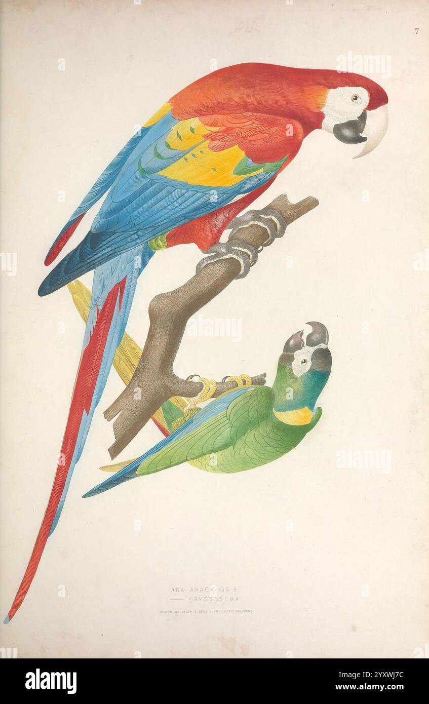 Ornithologie Brésilienne, Ou, Histoire des oiseaux du Brésil Rio de Janeiro Editeur Thomas Reeves 1854-1856 Vögel Brasilien Bildwerke Ara aracanga Ara macao Scharlach Ara Primolius auricollis Goldener Kragen-Ara, zwei lebendige Papageien, die auf einem Zweig sitzen und ihr markantes Gefieder zeigen. Der obere Papagei zeigt eine lebhafte Kombination aus roten, blauen und gelben Federn, mit einem langen Schwanz und auffälligen Gesichtsmarkierungen. Darunter befindet sich ein kleinerer Papagei mit einem satten grünen Körper mit gelben Anklängen und einem markant geschwungenen Schnabel, der seinen Charme unterstreicht. Beide Vögel strahlen eine lebendige Präsenz aus, hig Stockfoto