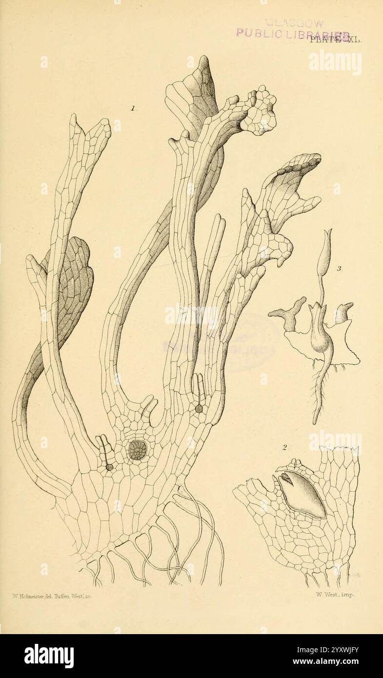 Auf, Keimung, Entwicklung und, Fruktifizierung, von, der, höher, Cryptogamia, London, Pub, für die, Ray, Gesellschaft, von, R, Hardwicke, 1862, Nadelbäume, Pteridophyta, Pflanze, Morphologie, diese Illustration zeigt verschiedene Formen der Meeresflora und hebt ihre komplexen Strukturen hervor. Der mittlere Teil zeigt einen markanten, verzweigten Organismus mit einer strukturierten Oberfläche, die in feinen, detaillierten Linien dargestellt ist. Dazu kommen kleinere Darstellungen, darunter eine Nahaufnahme eines aufblühenden Wachstums und einer länger gestreckten Formation. Jede Komponente ist sorgfältig gekennzeichnet, was die Vielfalt demonstriert Stockfoto