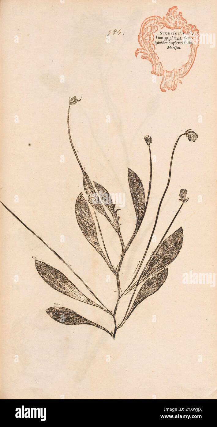 Flora Berolinensis, Berlin, die Schule, 1757-1758, Scorpiurus subvillosa, Berlin, Botanik, Deutschland, Naturdrucke, Bildwerke, Pflanzen, Exemplare, Botanikbibliotheken, Seite 59792352, eine komplizierte Illustration eines botanischen Exemplars mit langen Blättern und zarten Blütenknospen. Die Blätter sind symmetrisch angeordnet und zeigen ihre markanten Adern und glatten Kanten, während die schlanken Stiele anmutig steigen und in kleinen, abgerundeten Blütenköpfen gipfeln. Dieses Kunstwerk wird von reich verzierten dekorativen Elementen und Inschriften begleitet, die auf seine historische Bedeutung hinweisen und einen Kontext darstellen Stockfoto