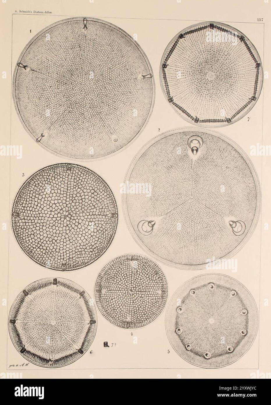Atlas der Diatomaceen-Kunde, Leipzig, O.R. Reisland, 1874-1819, Atlanten, Bacillariophyceae, eine komplizierte Illustration mit einer Reihe von Kreisdiagrammen, die jeweils verschiedene geometrische Muster zeigen, die komplizierten Zellstrukturen oder mikroskopischen Formen ähneln. Die Anordnung umfasst mehrere konzentrische Kreise, von denen einige dicht mit sechseckigen Formen oder Punkten gepackt sind, während andere unterschiedliche radiale Linien oder Muster haben, die von der Mitte abstrahlen. Jede kreisförmige Zahl ist nummeriert, was eine methodische Klassifizierung angibt, die möglicherweise mit einer wissenschaftlichen Untersuchung über Mikroorganismen oder natürliche Formen zusammenhängt. Stockfoto