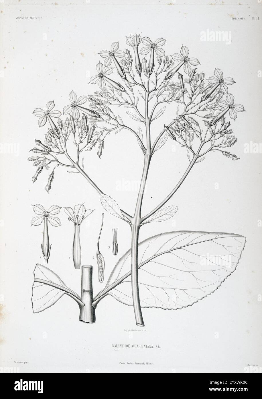 Tentamen florae Abyssinicae, Parisiis, Arthus Bertrand, 1847-1851, diese Illustration zeigt eine detaillierte botanische Studie der Kalimede vitiliana Pflanze mit ihren komplexen Blumenarrangements und Blättern. Die Zusammensetzung hebt verschiedene Aspekte der Pflanze hervor, darunter blühende Blüten, sich entwickelnde Samenkapseln und Blattstrukturen. Die zarten Linien und Schattierungen betonen die einzigartigen Eigenschaften von Kalimede vitiliana und bieten eine klare visuelle Referenz für die Identifizierung und Untersuchung. Jeder Abschnitt ist beschriftet, was zu einem pädagogischen und wissenschaftlichen Verständnis dieser spezifischen spe beiträgt Stockfoto