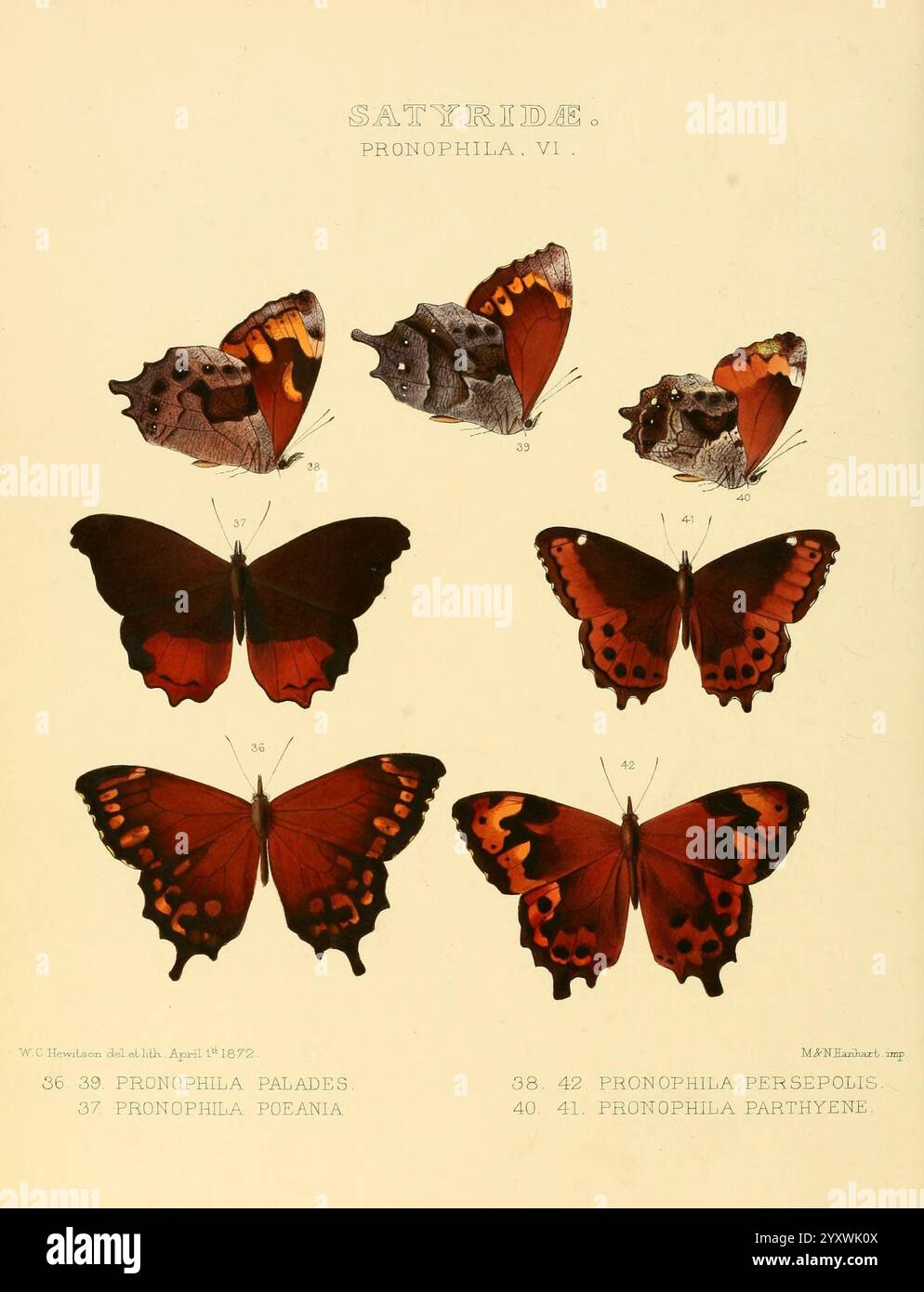 Illustrationen neuer Arten exotischer Schmetterlinge London John Van Voorst 1856 1876 Schmetterlinge geografische Verteilung lepidoptera Bildwerke Speziation, Eine Präsentation verschiedener Schmetterlingsarten aus der Familie Satyridae, mit detaillierten Illustrationen verschiedener Morphologien. Das Layout zeigt die komplizierten Flügelmuster und -Farben verschiedener Arten, die mit ihren wissenschaftlichen Namen und entsprechenden Nummern zur Identifizierung gekennzeichnet sind. Jeder Schmetterling ist in einer symmetrischen Anordnung dargestellt, die die Schönheit seiner Designs und die Unterscheidung zwischen den Arten unterstreicht. Die edu Stockfoto