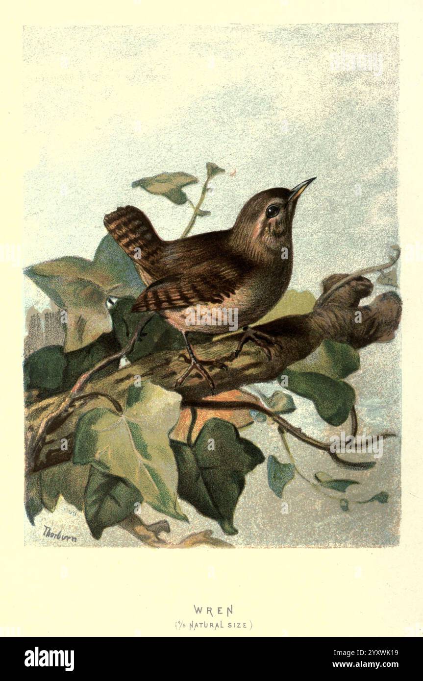 Vertraut Wild Birds London, New York, Cassell, 1883, Birds, Wörterbücher, Bildwerke, Wren, Troglodytes troglodytes, Ornithologie, Walter's Waysland, Archibald Thorburn, Eurasian Wren, Eine detaillierte Illustration zeigt einen Zwieger, der anmutig auf einem Zweig thront, umgeben von üppigem Grün. Der Vogel zeigt ein fein strukturiertes Gefieder in Erdtönen, das sich harmonisch in seine natürliche Umgebung einfügt. Der runde Körper, der kurze Schwanz und die markanten Markierungen betonen die charmanten Merkmale des Zauners. Unter der Abbildung ist das Wort „Wren“ elegant geschrieben, was die Spezifik angibt Stockfoto