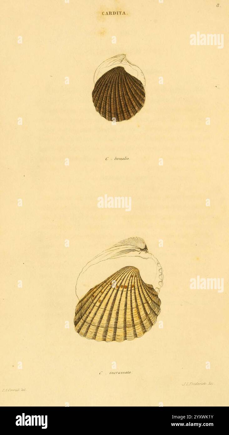 Amerikanisch, Marine, Conchology, Philadelphia, gedruckt, für die, Autorin 1831, Mollusks, United States, Women in Science, die Abbildung zeigt zwei detaillierte Darstellungen von Schalen, die zur Gattung Cardita gehören. Die Oberschale zeigt eine glatte, abgerundete Form mit markanten Rippen und einer spitzen Spitze, die ihre elegante Krümmung unterstreicht. Die untere Schale ist ausgeprägter und weist eine breitere, flachere Form auf, wobei markante Rippen von der Mitte zur Kante ausstrahlen und die einzigartige Textur und die komplizierten Muster hervorheben. Beide Exemplare sind akribisch gerendert und zeigen die bemerkenswerte Stockfoto