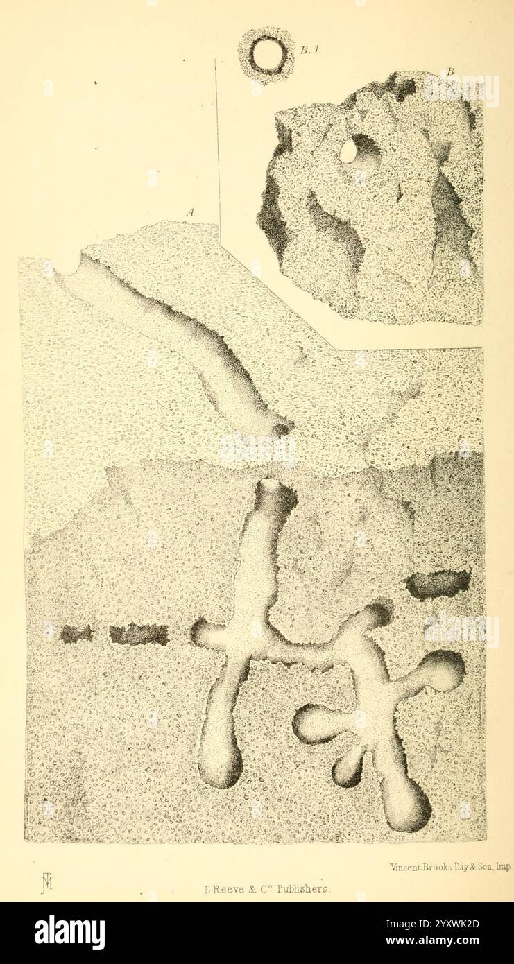 Ernteameisen, Falltürspinnen, London, L. Reeve & Co, 1873, Spinnen, Ameisen, Woods Hole, die Abbildung zeigt eine detaillierte Darstellung geologischer Formationen und Strukturen. Die Hauptkomposition zeichnet sich durch eine strukturierte Oberfläche aus, die durch verschiedene unregelmäßige Formen und Muster gekennzeichnet ist, was auf Erosion und natürliche Bildhauungsprozesse hindeutet. In der oberen linken Ecke befindet sich ein kreisförmiges Element mit einem zentralen Loch, das wahrscheinlich auf ein bestimmtes geologisches Phänomen hinweist. Der untere Abschnitt zeigt miteinander verbundene, glatte Formen, die Bahnen oder Kanäle ähneln, was auf Flüssigkeitsbewegungen oder Sedimen hindeuten könnte Stockfoto